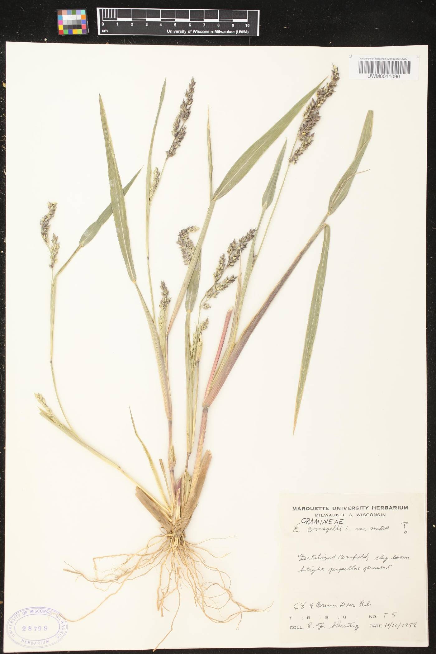 Echinochloa muricata image