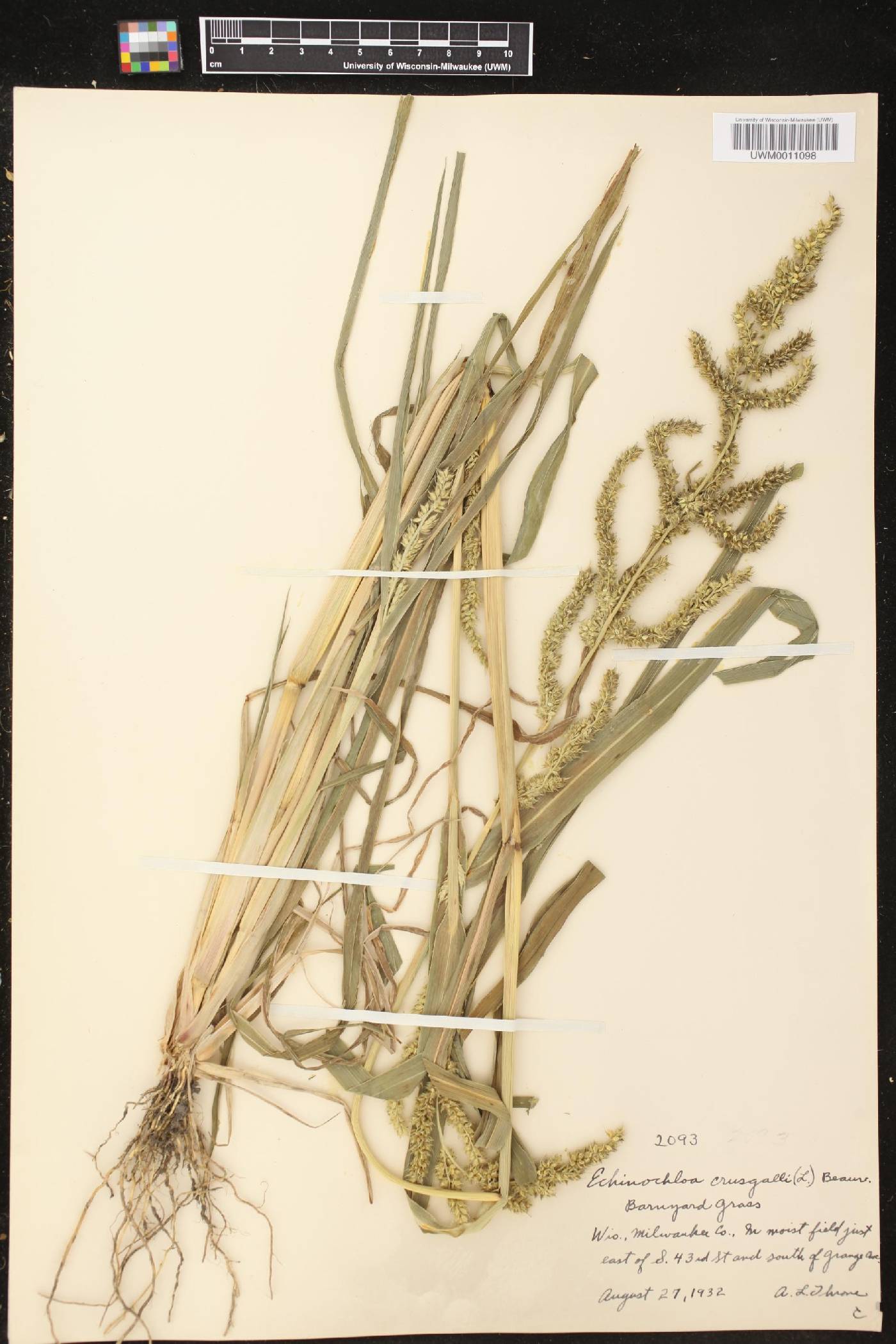 Echinochloa crus-galli image