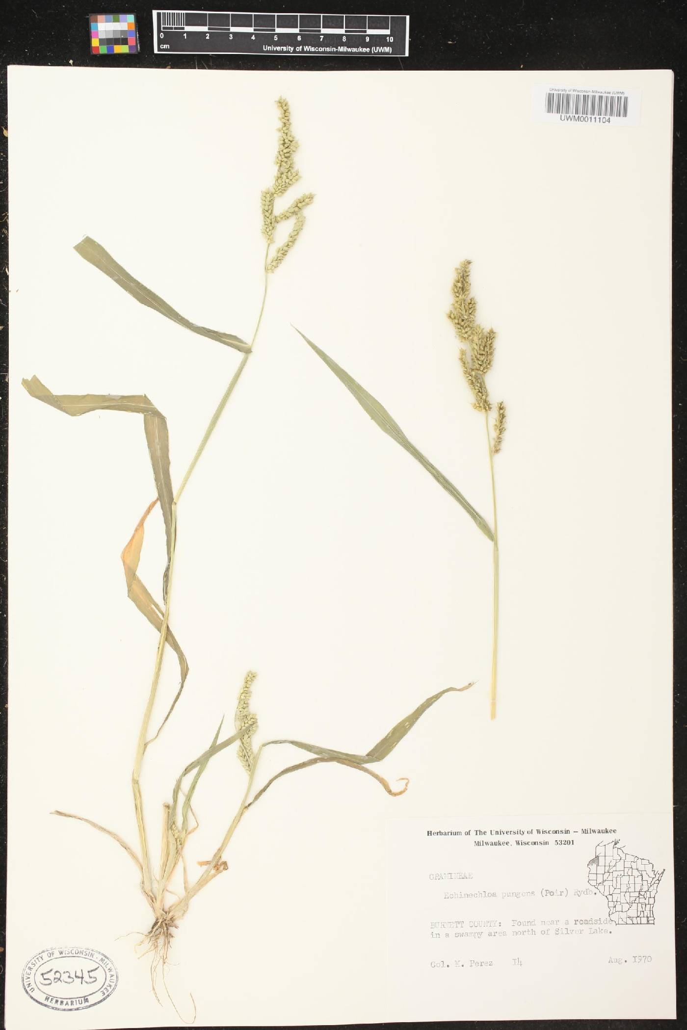 Echinochloa muricata var. muricata image