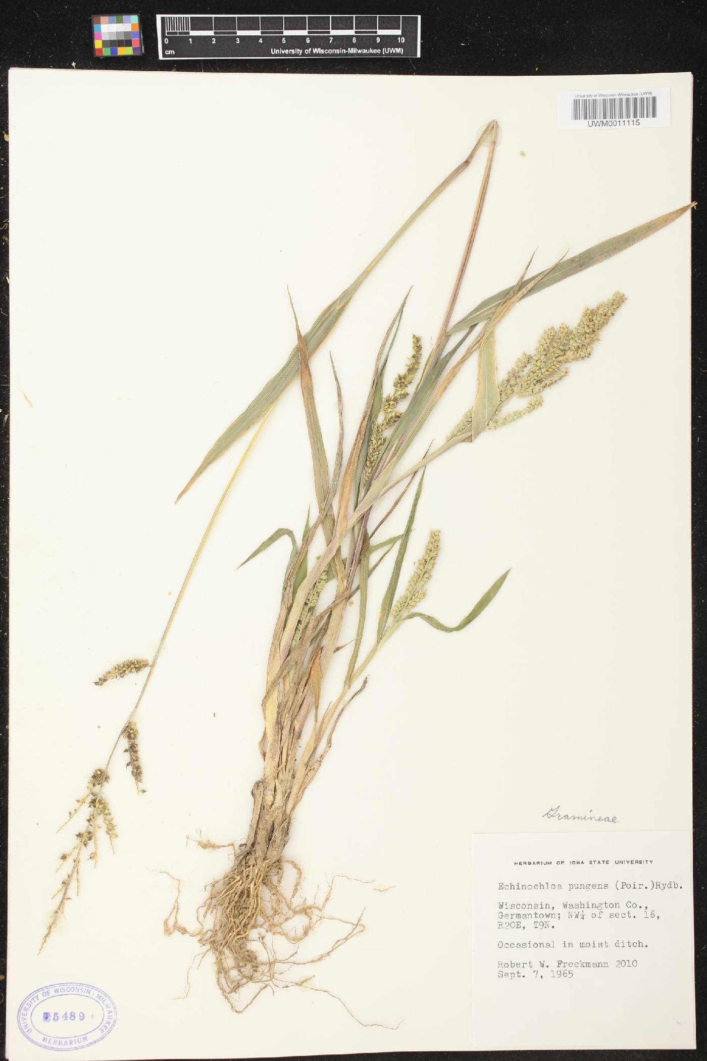Echinochloa muricata var. muricata image