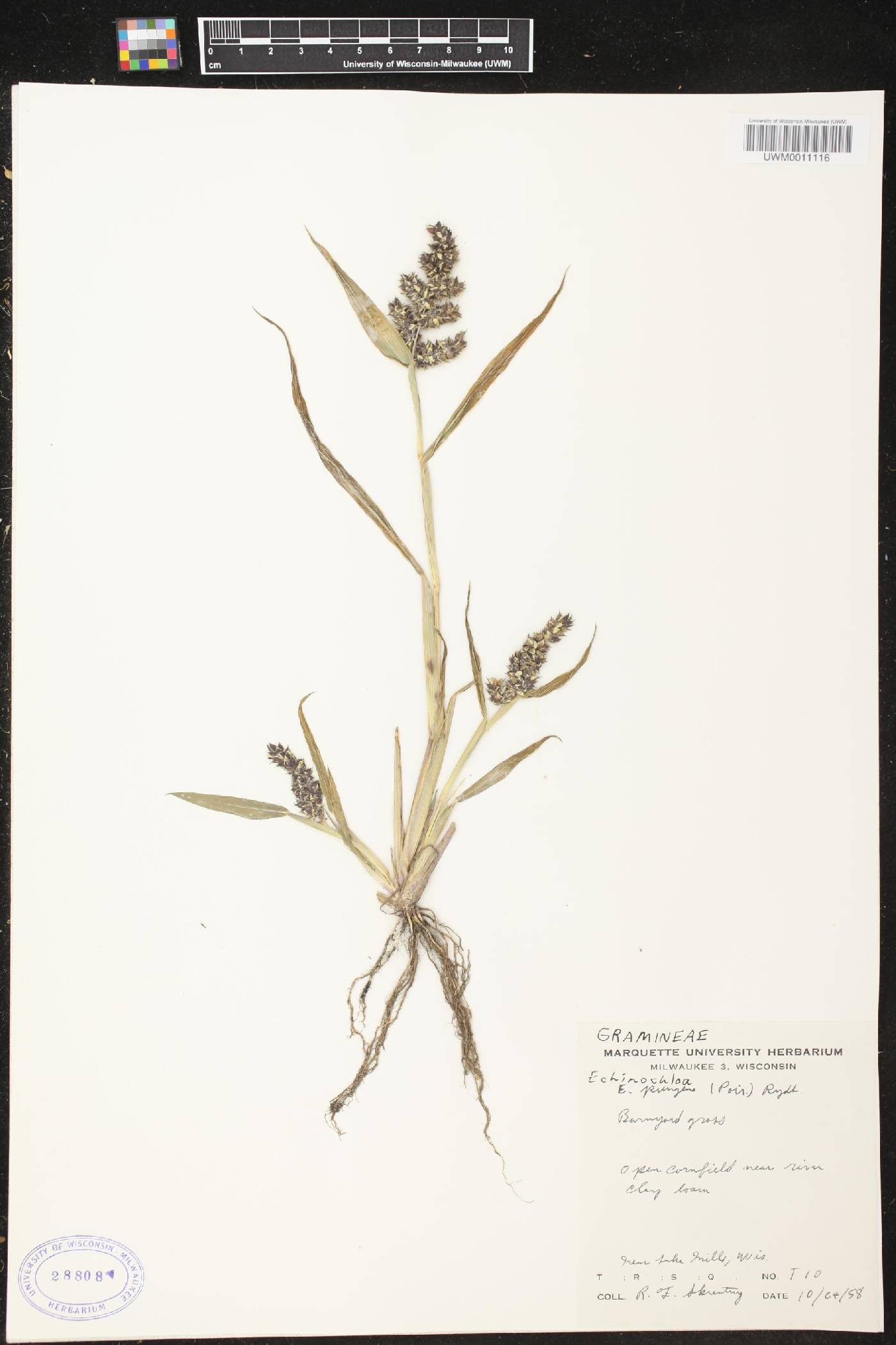 Echinochloa muricata var. muricata image