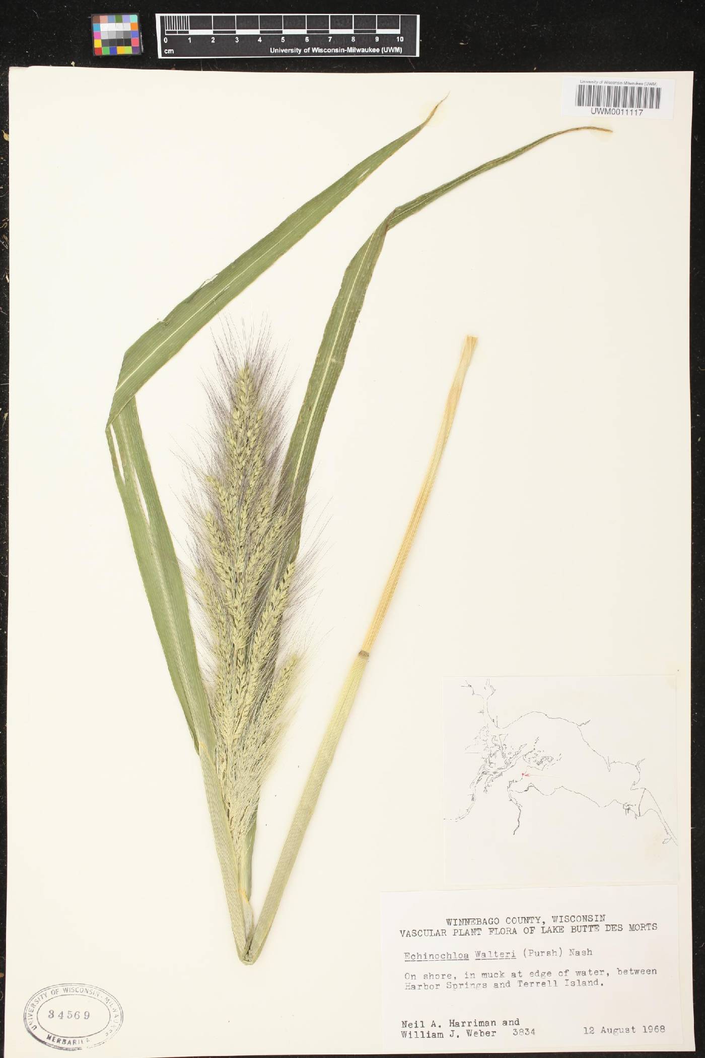 Echinochloa walteri image