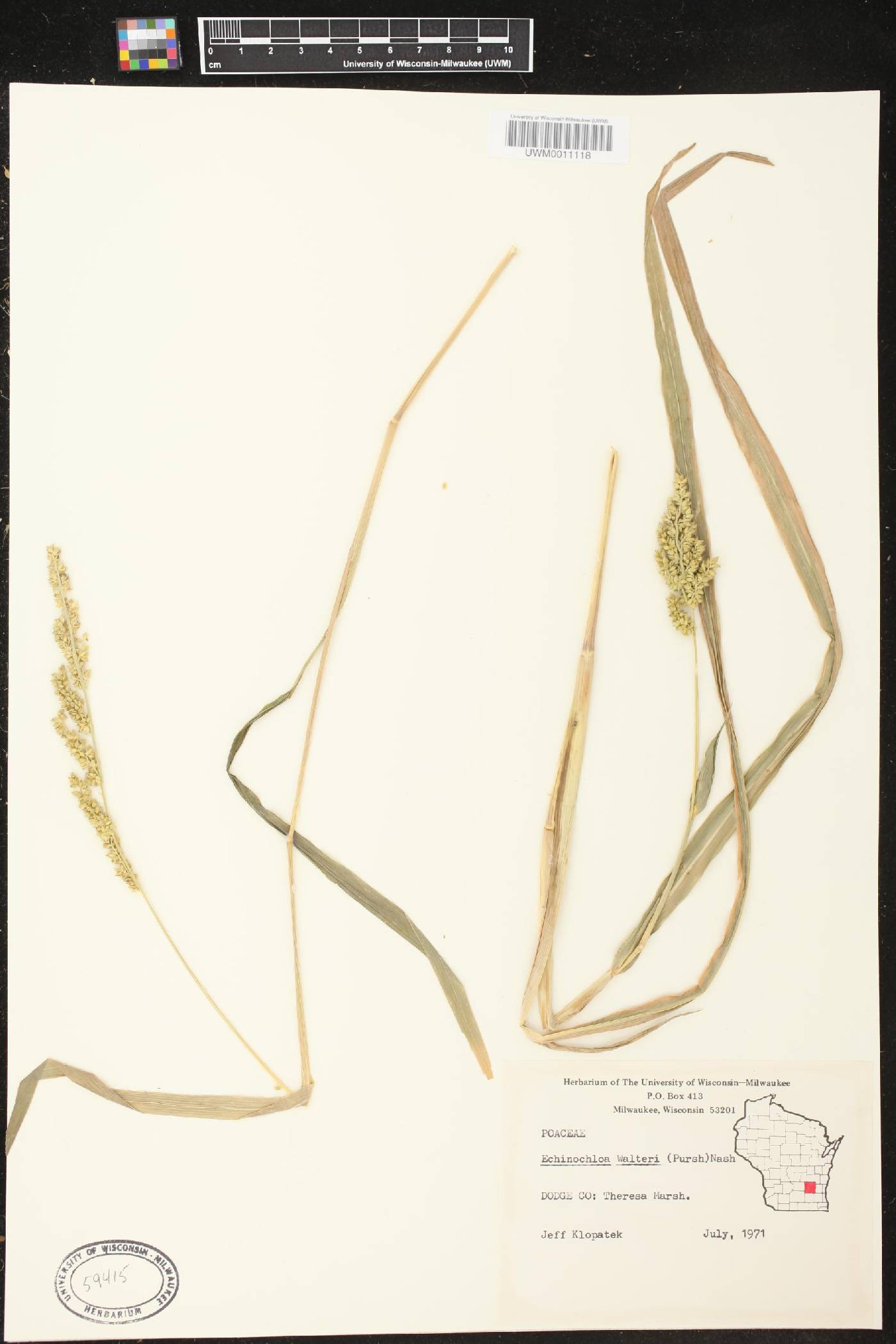 Echinochloa walteri image