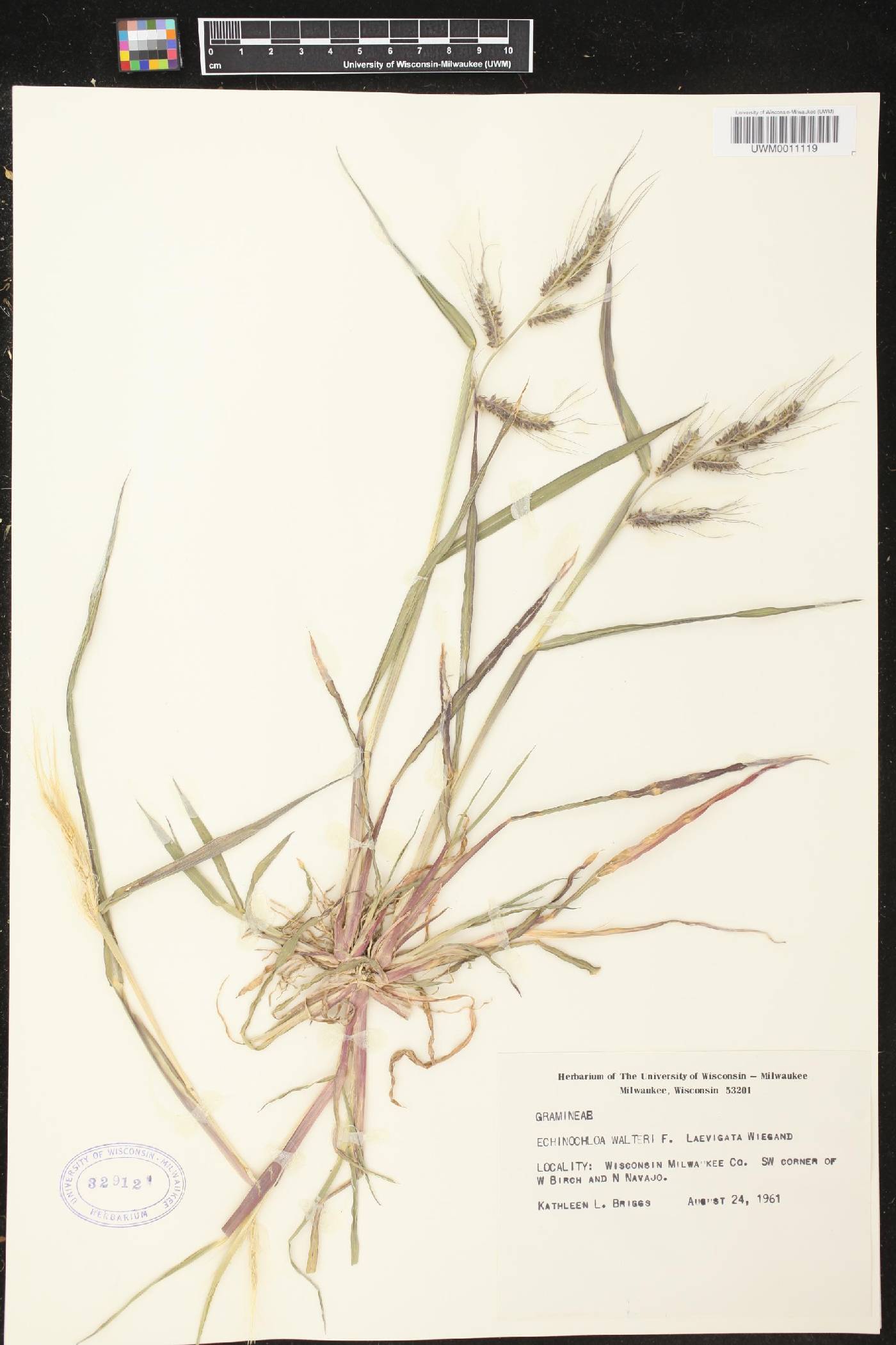 Echinochloa walteri image