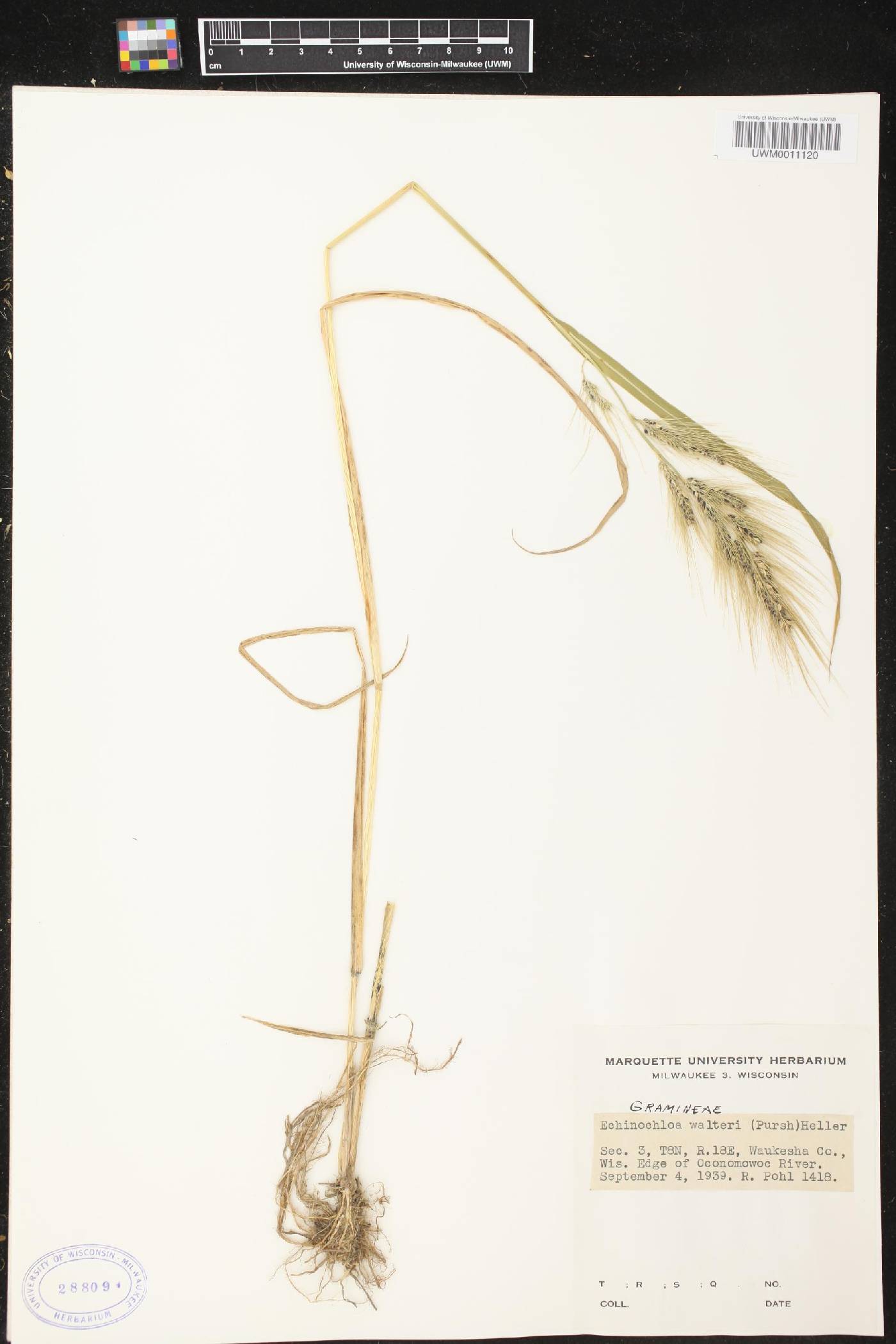 Echinochloa walteri image