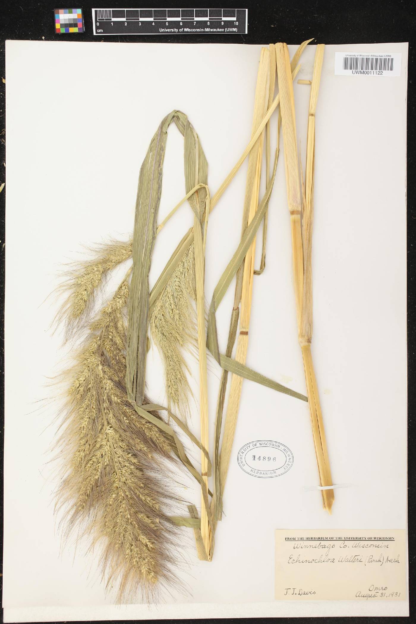 Echinochloa walteri image