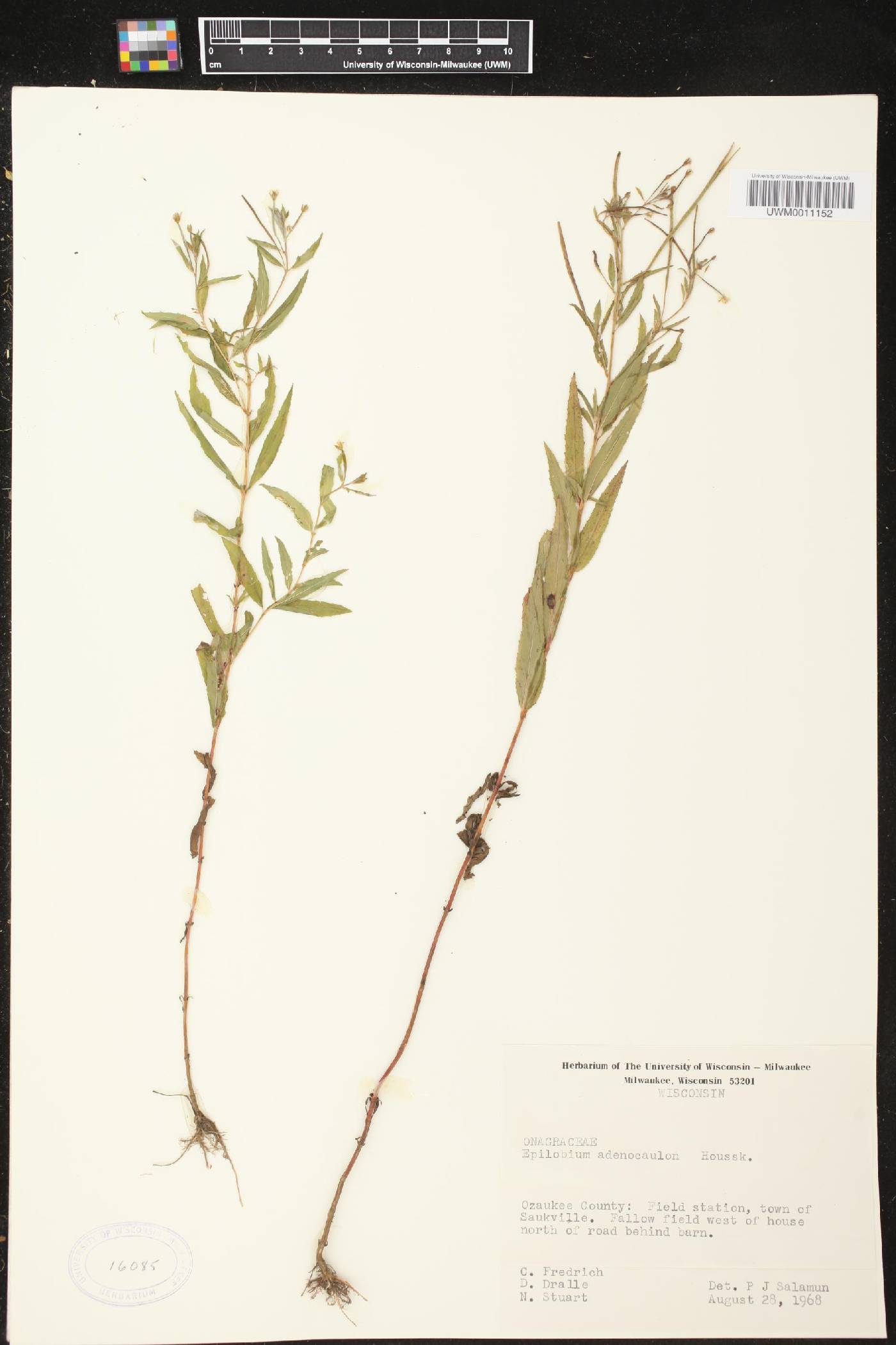 Epilobium ciliatum image