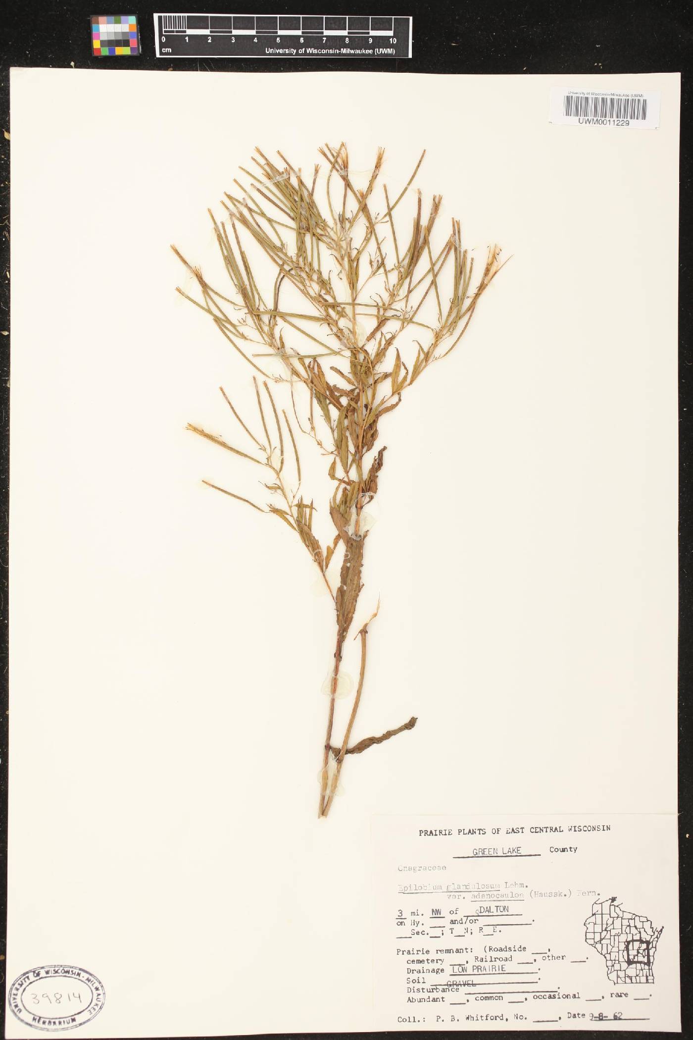 Epilobium ciliatum image