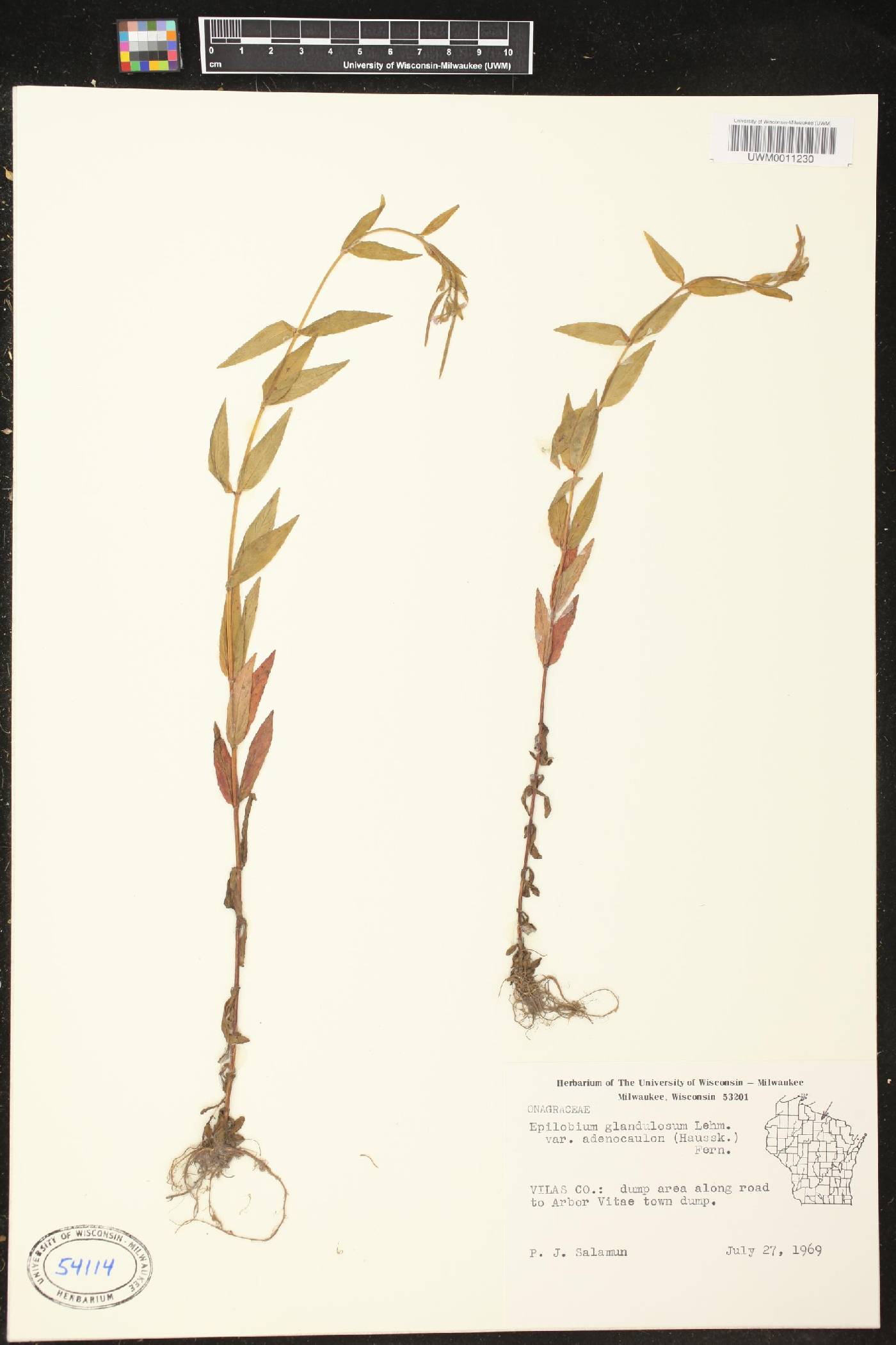 Epilobium ciliatum image