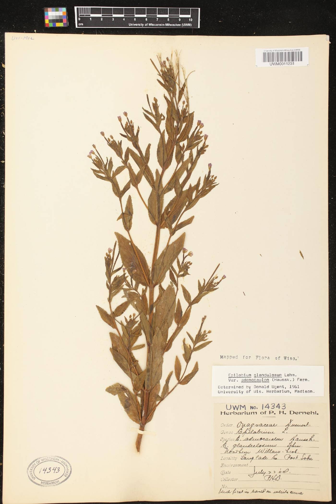 Epilobium ciliatum image