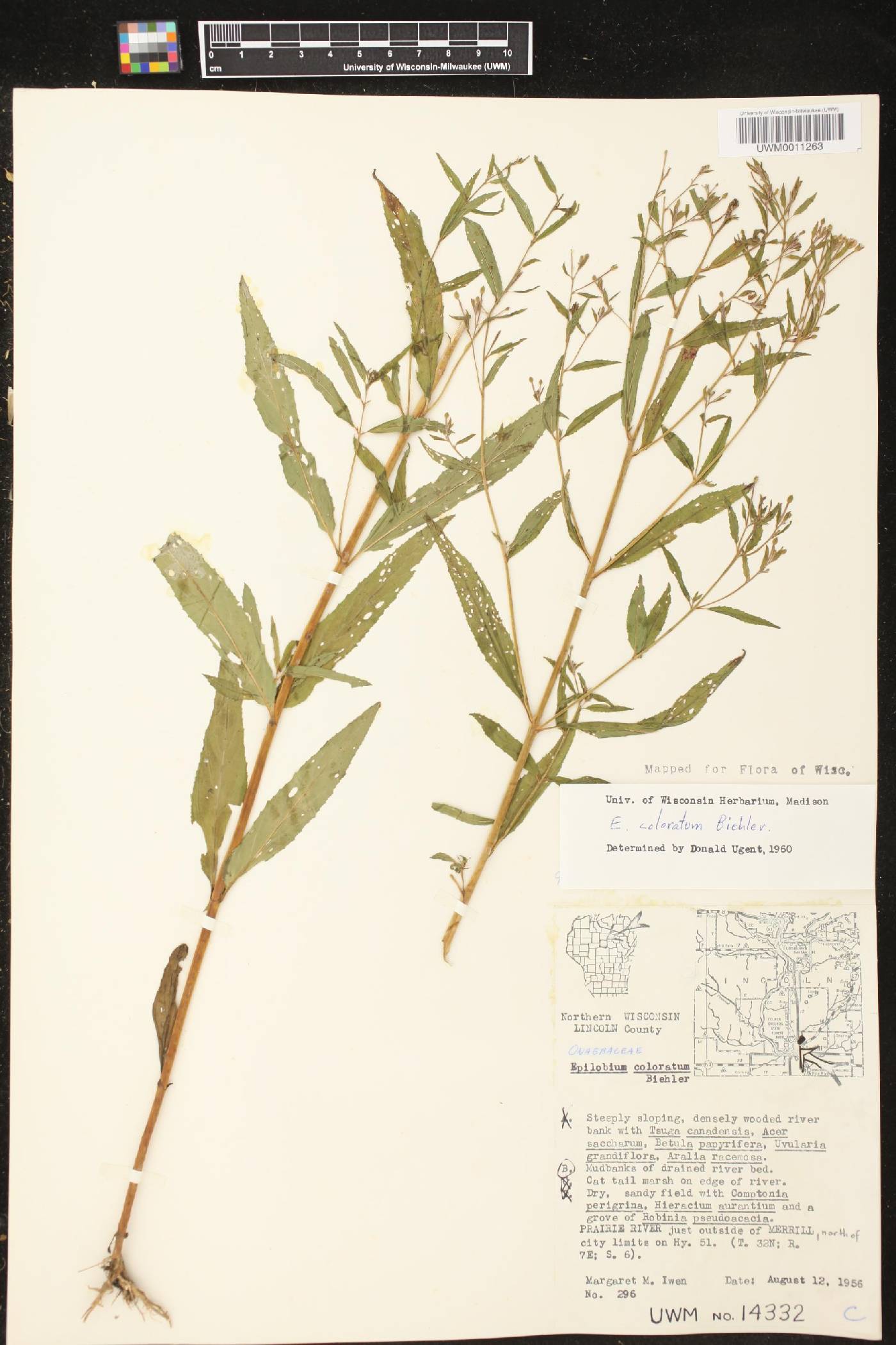 Epilobium coloratum image