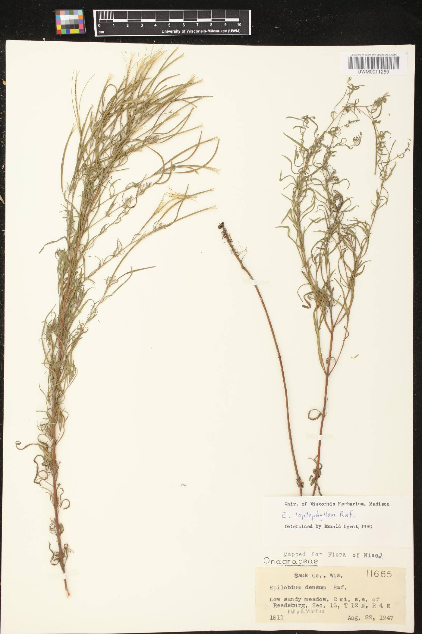 Epilobium leptophyllum image