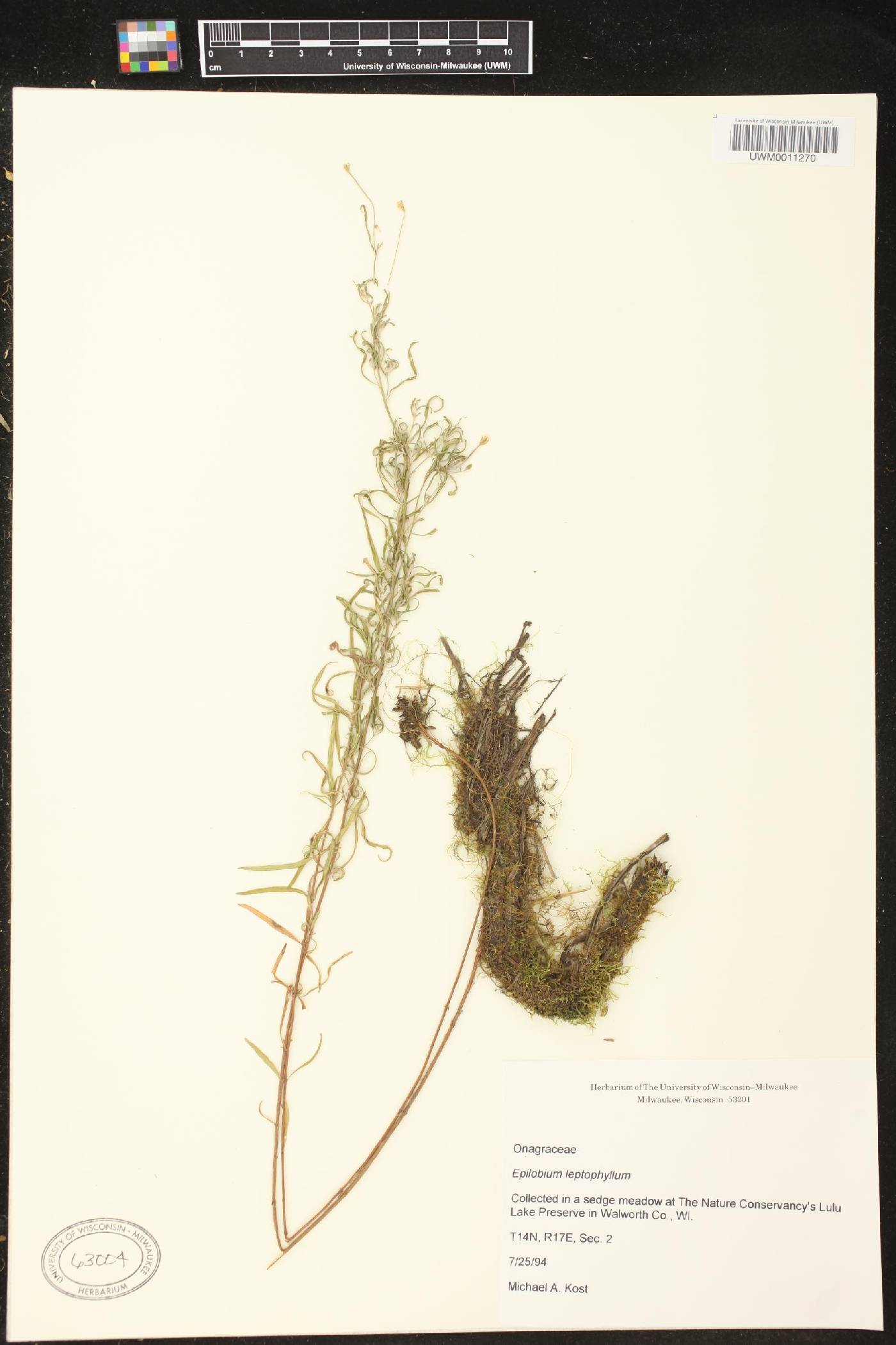 Epilobium leptophyllum image