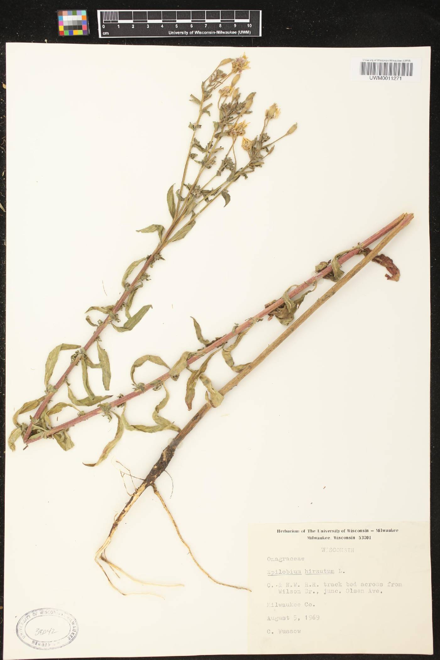 Epilobium hirsutum image