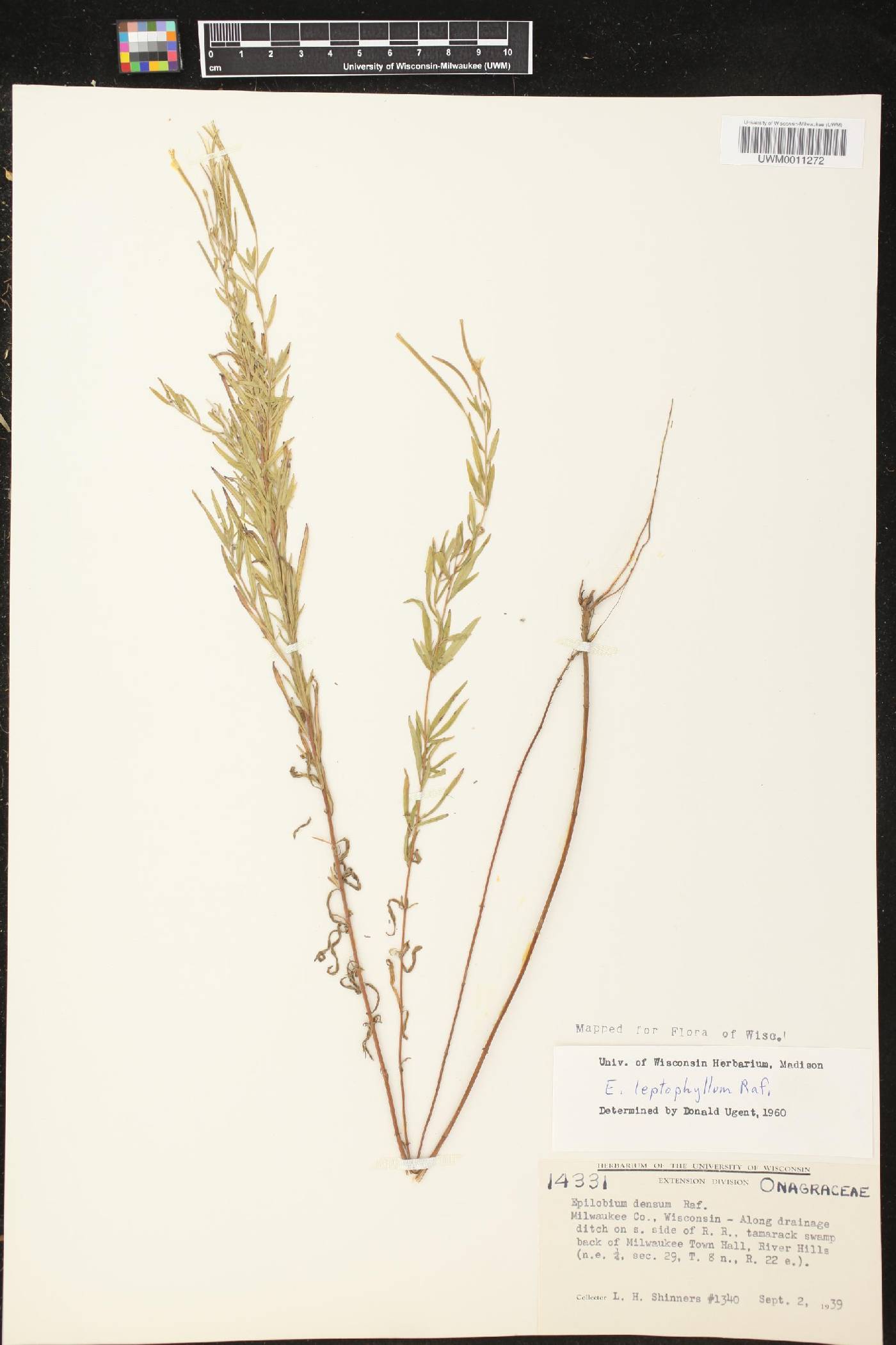 Epilobium leptophyllum image