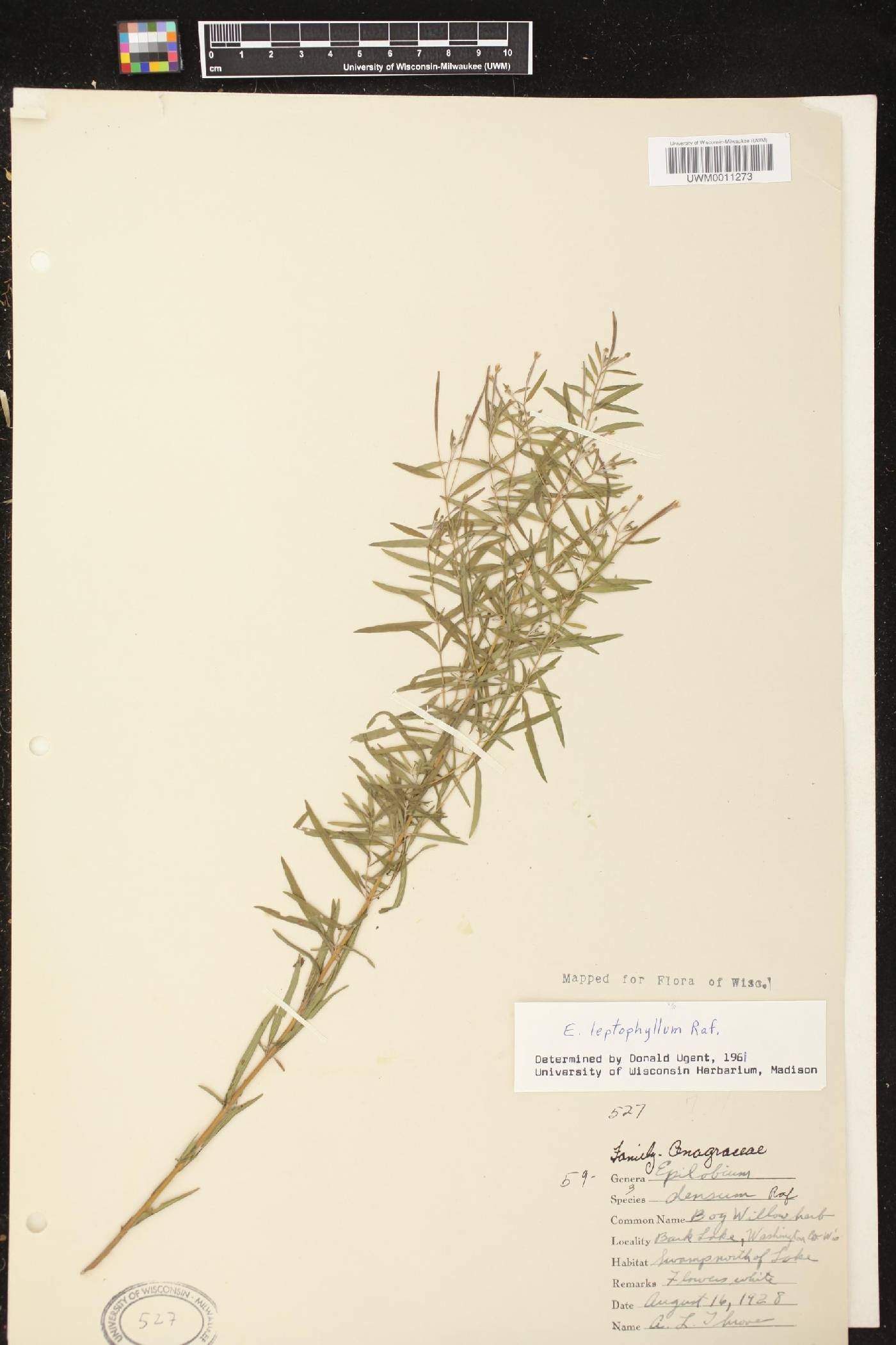 Epilobium leptophyllum image