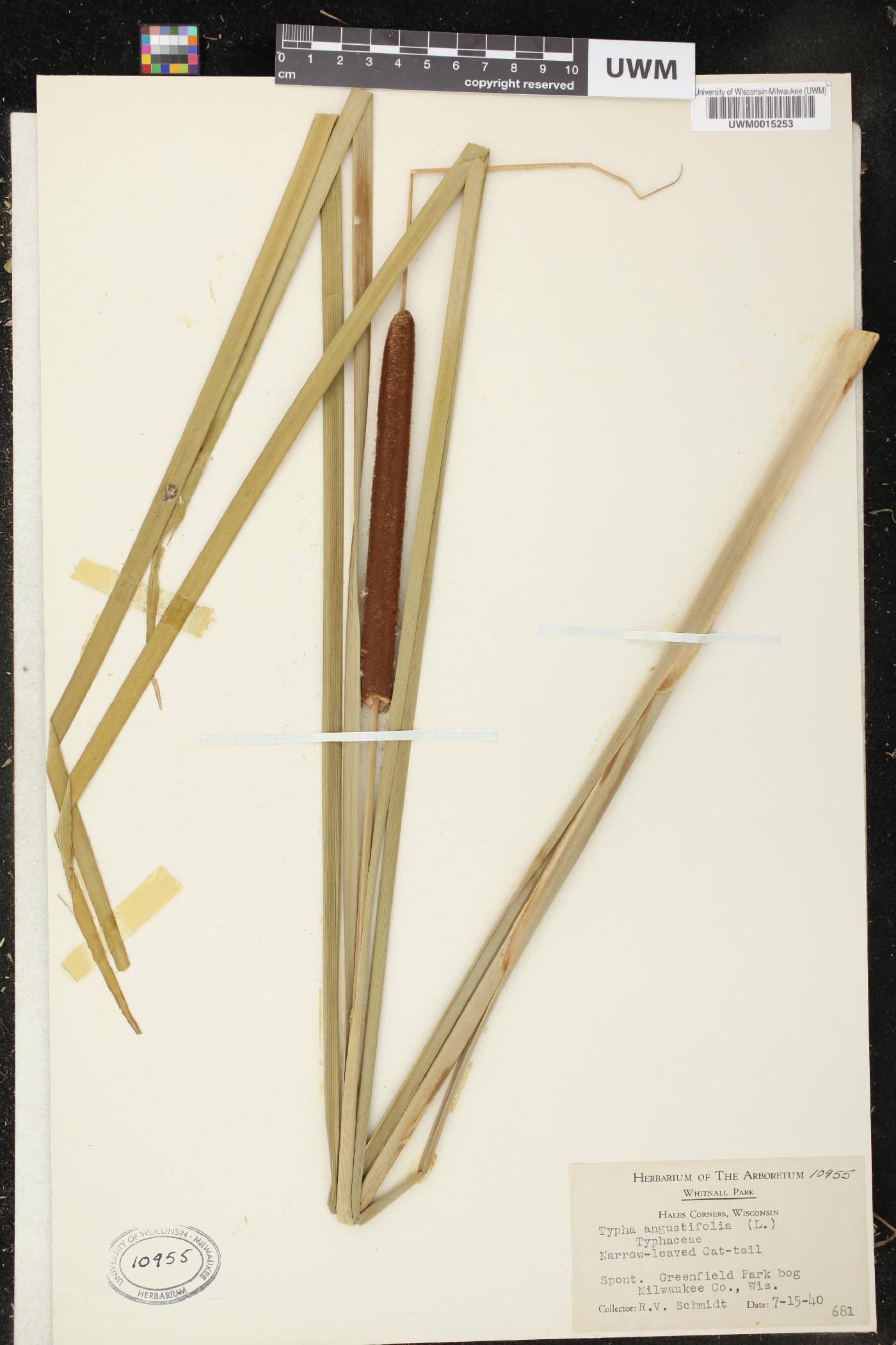 Typha angustifolia image