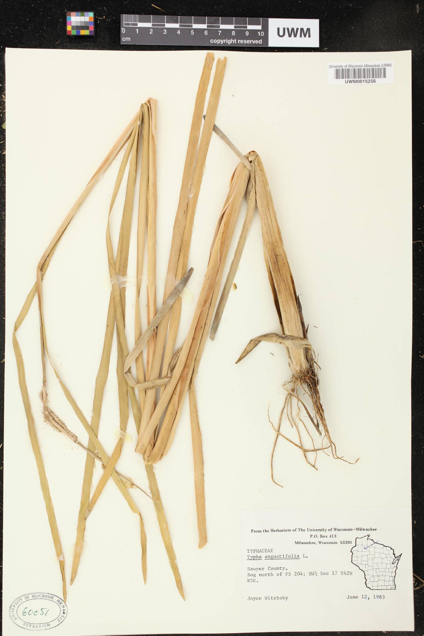 Typha angustifolia image