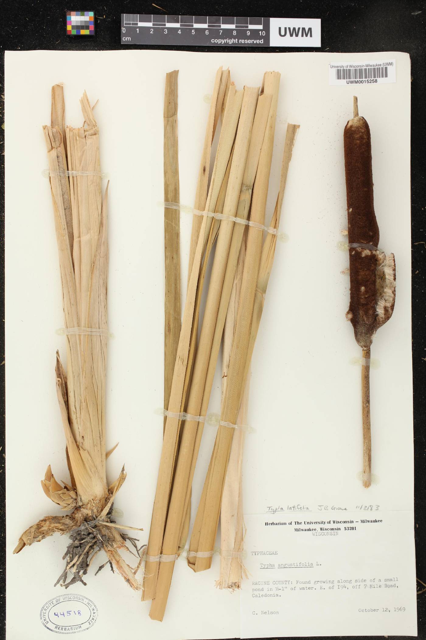Typha latifolia image