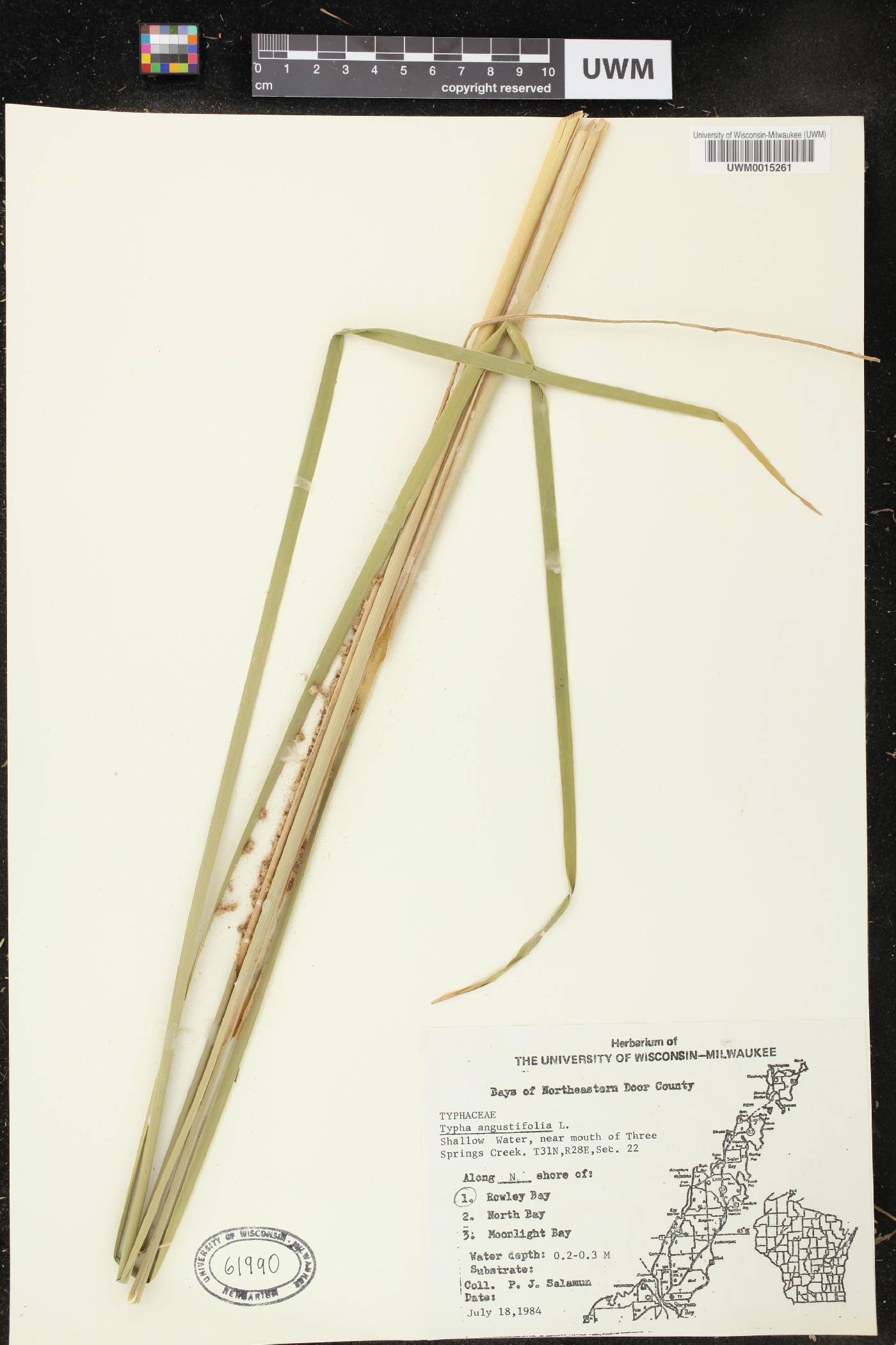 Typha angustifolia image
