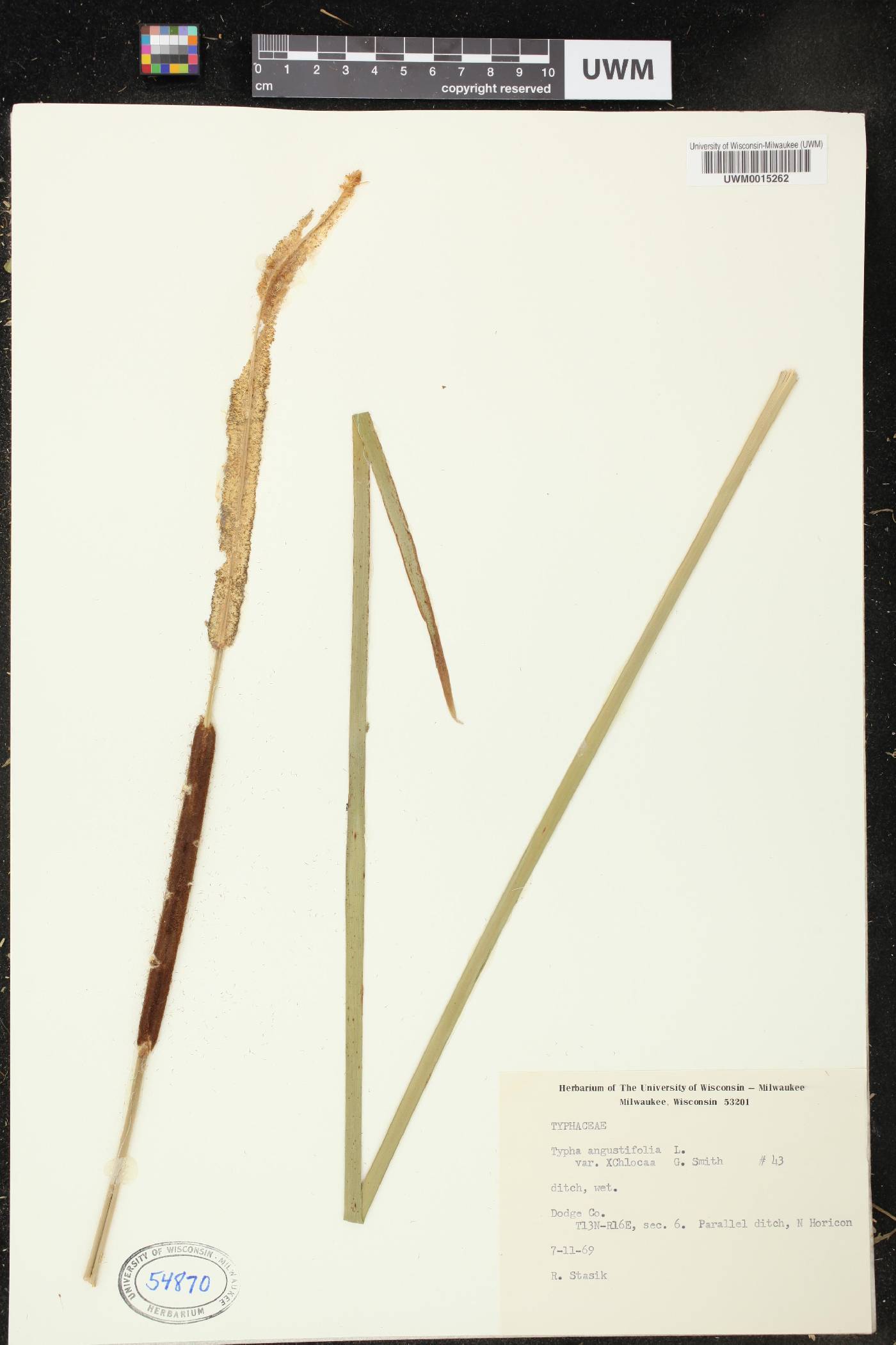 Typha angustifolia image