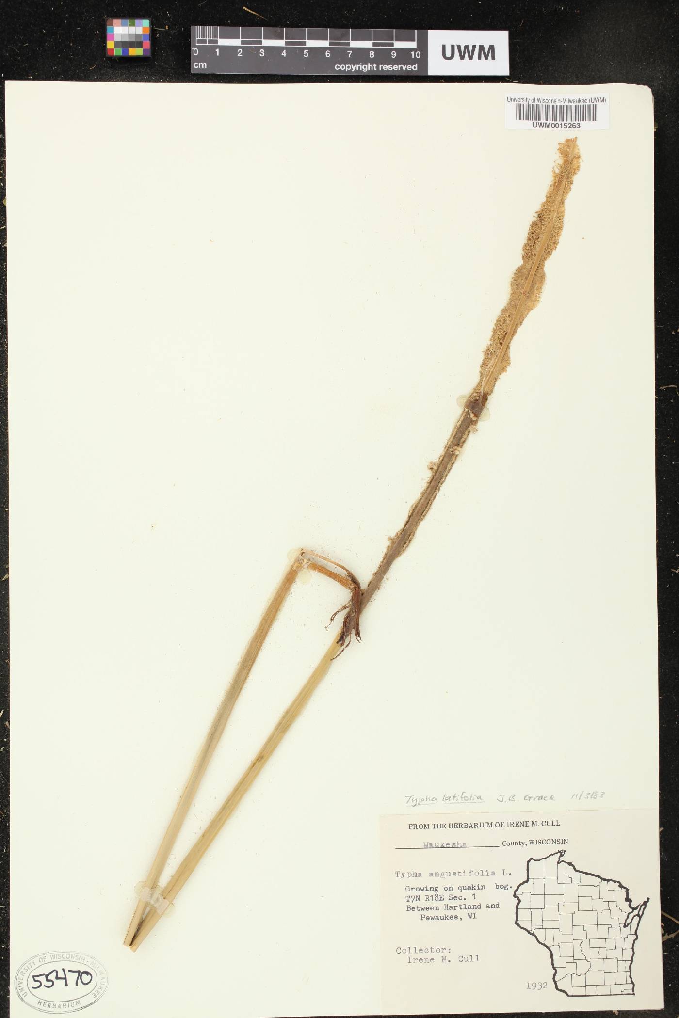 Typha latifolia image