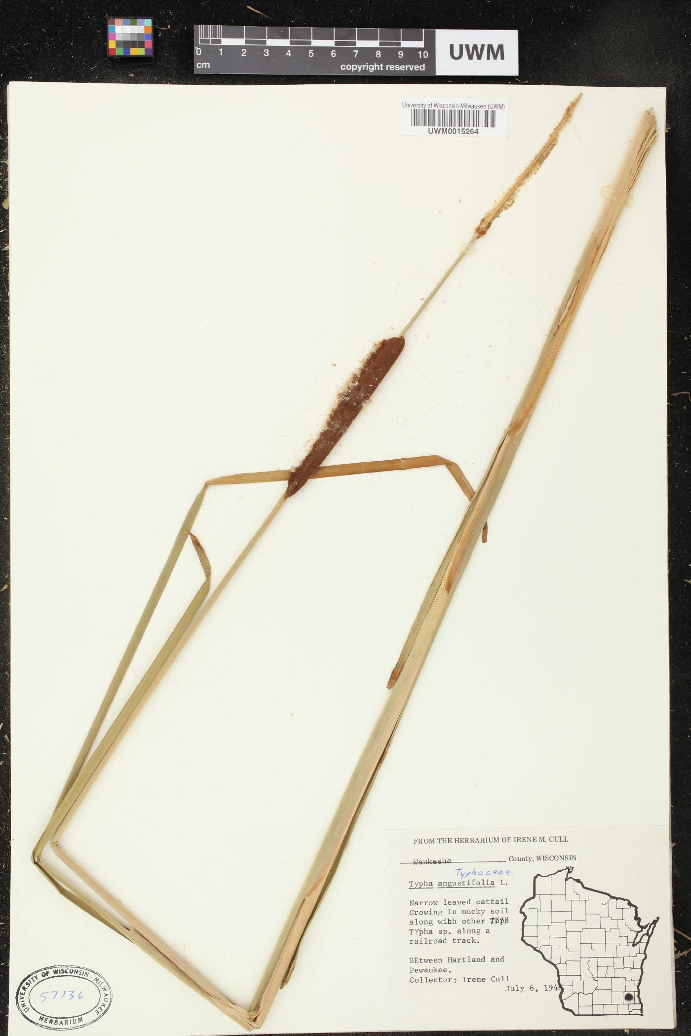 Typha angustifolia image