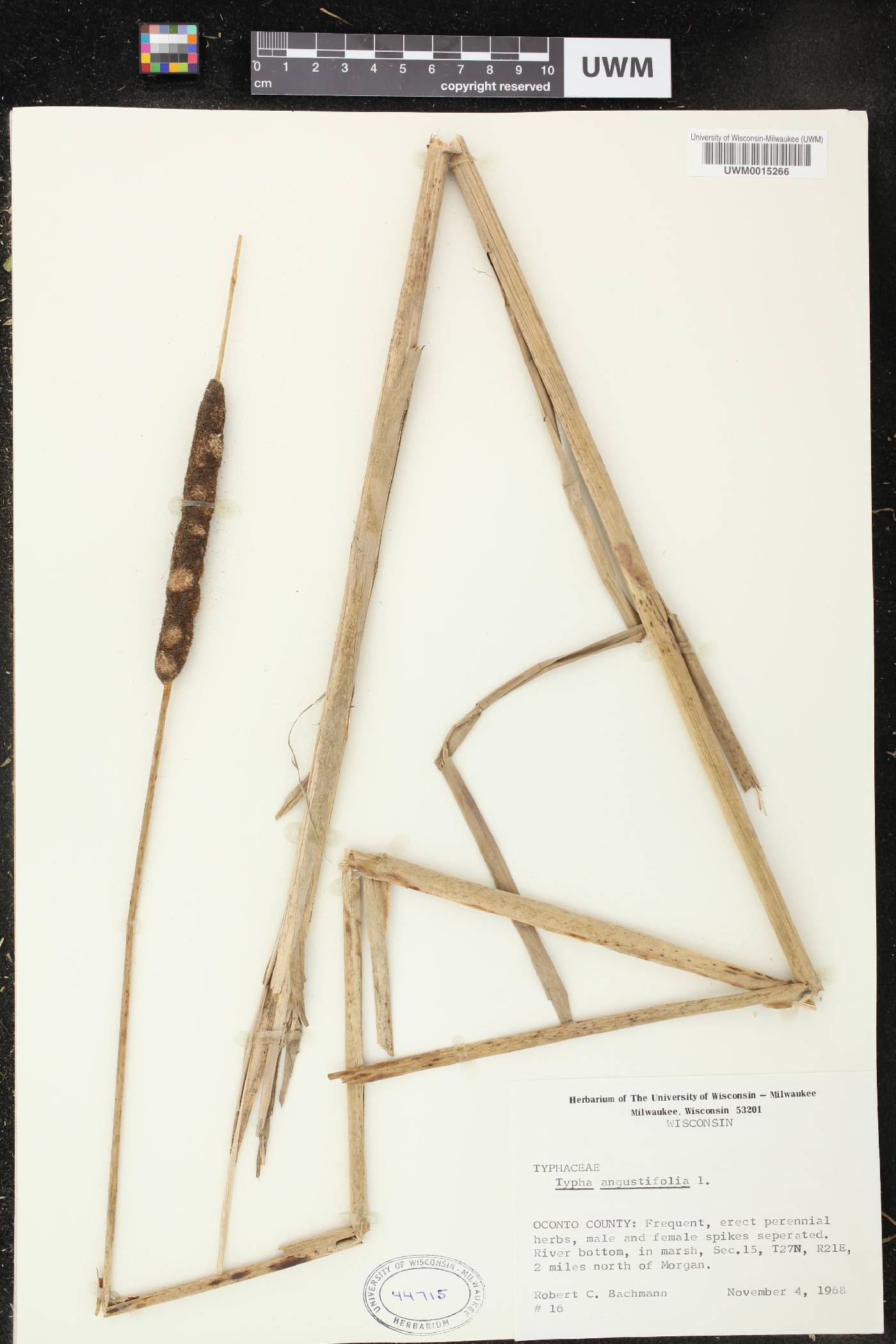 Typha angustifolia image