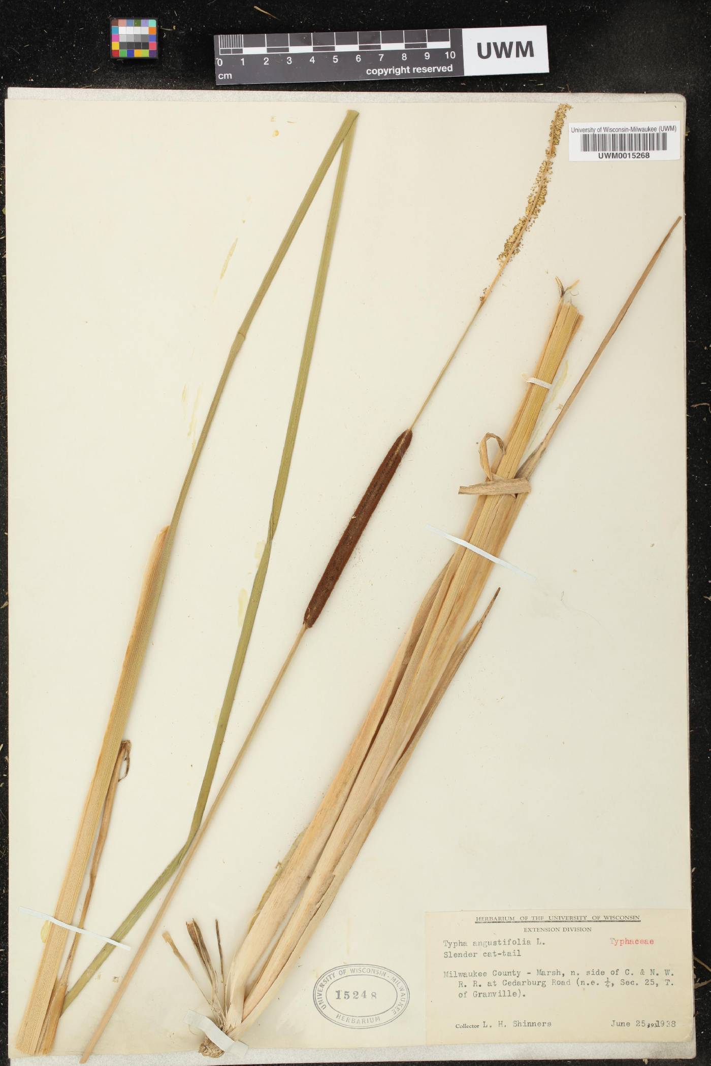 Typha angustifolia image