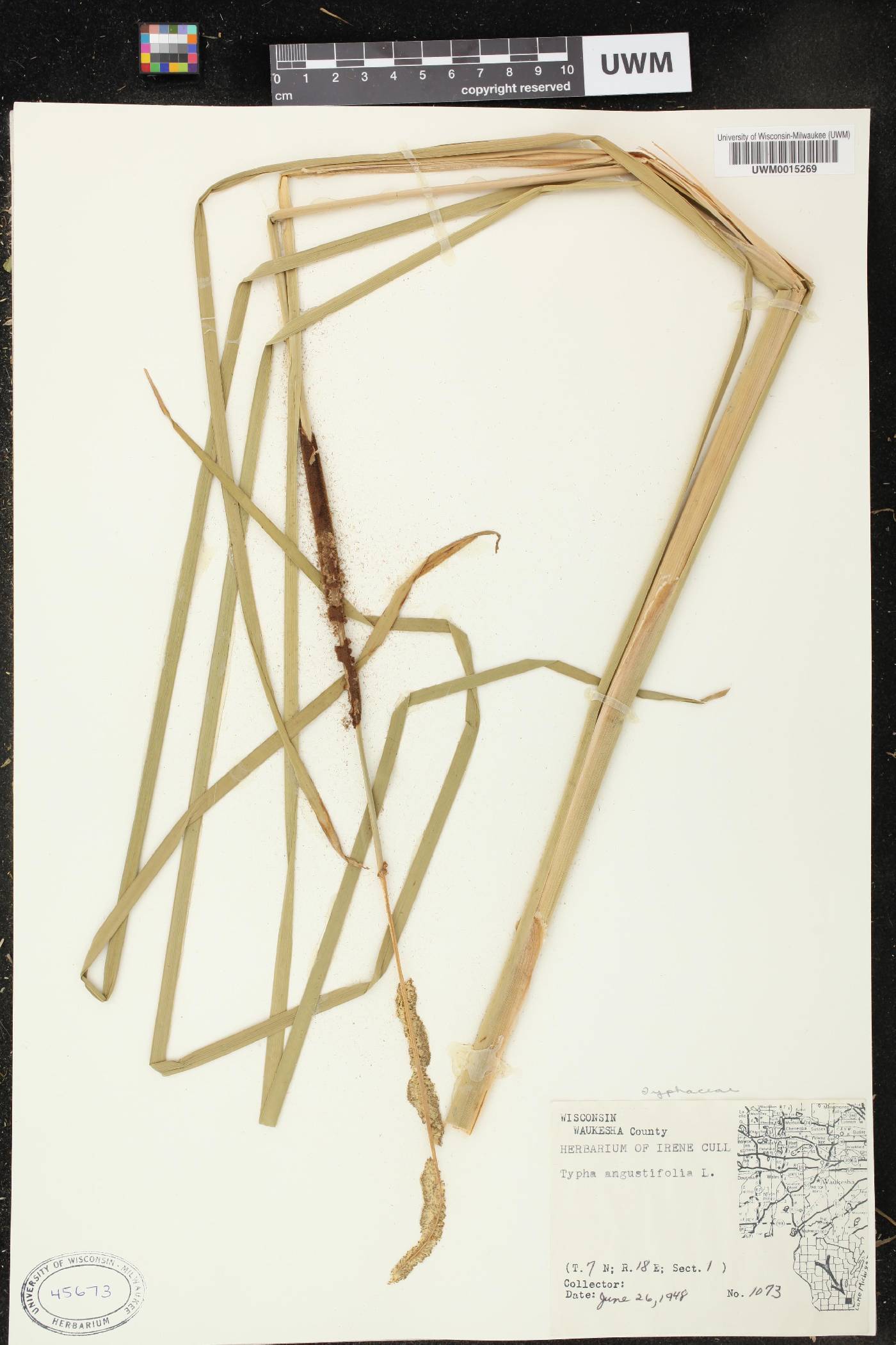 Typha angustifolia image