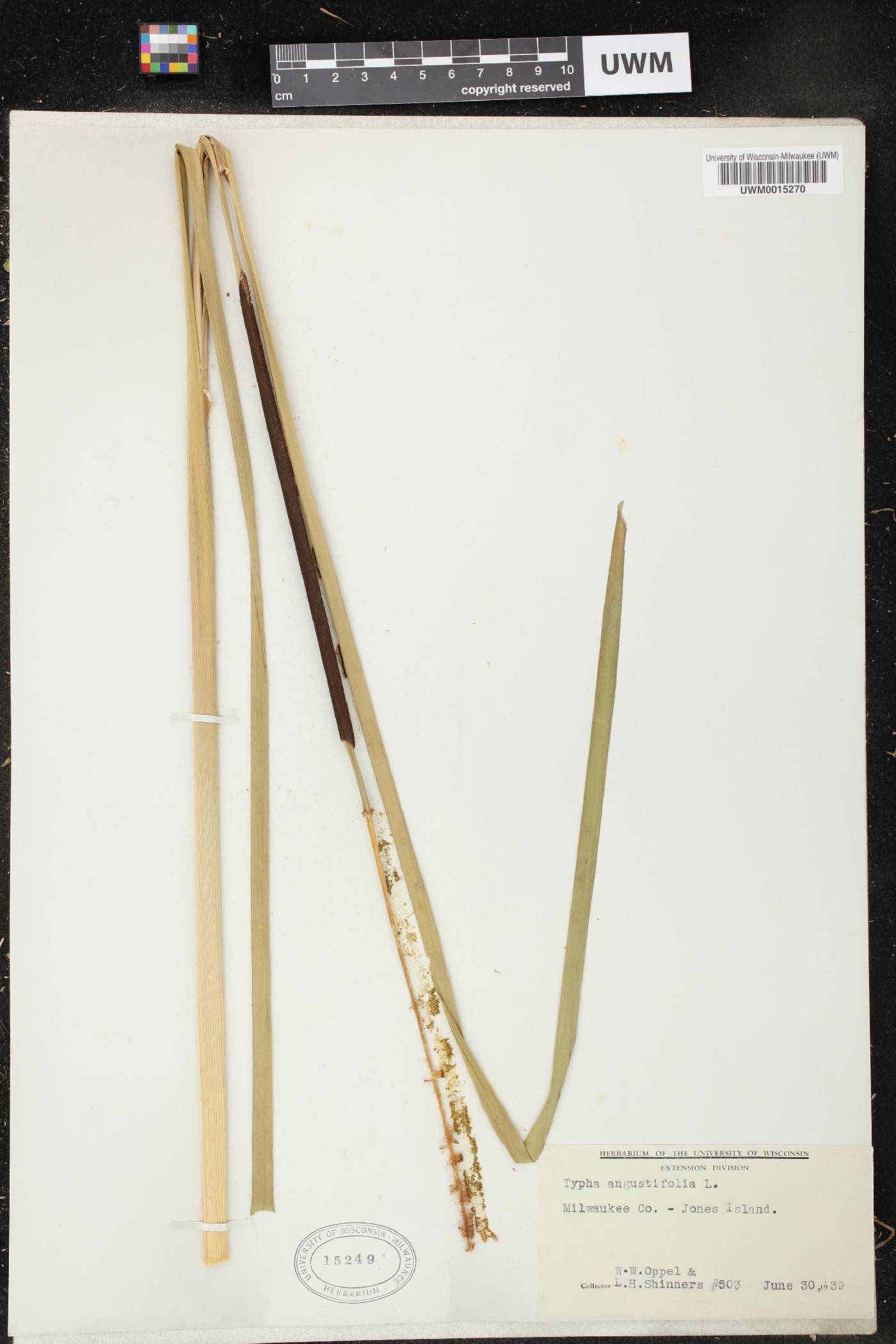 Typha angustifolia image