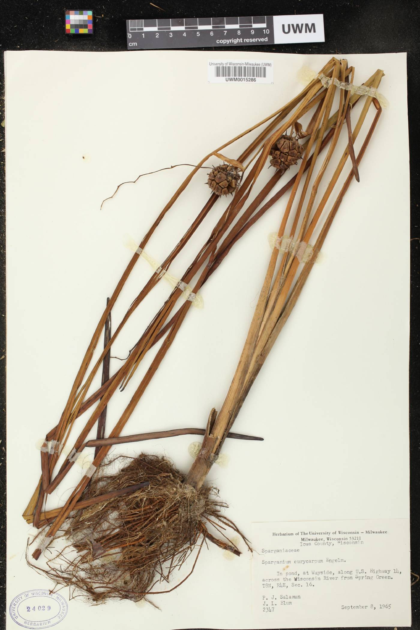 Sparganium eurycarpum image