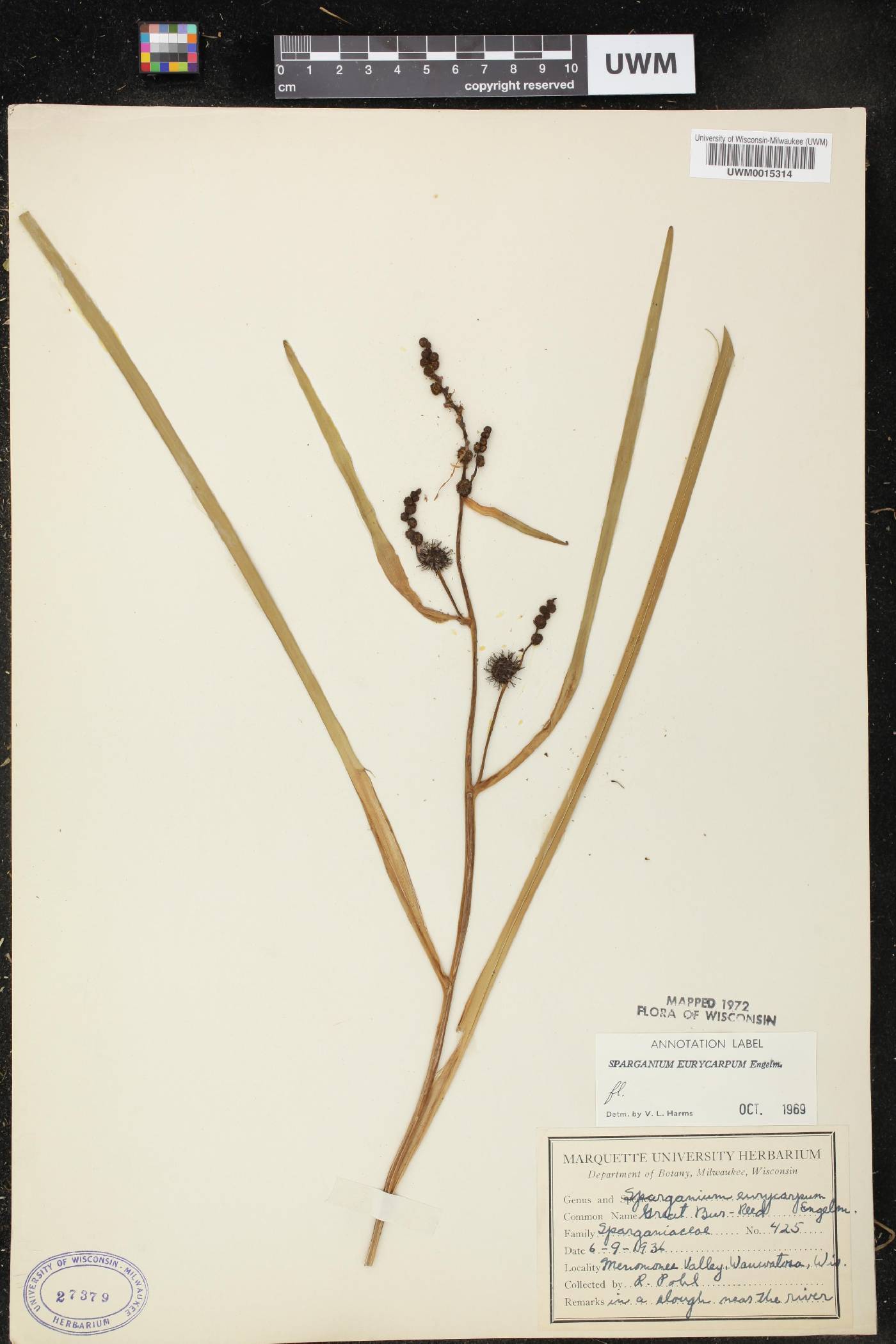 Sparganium eurycarpum image