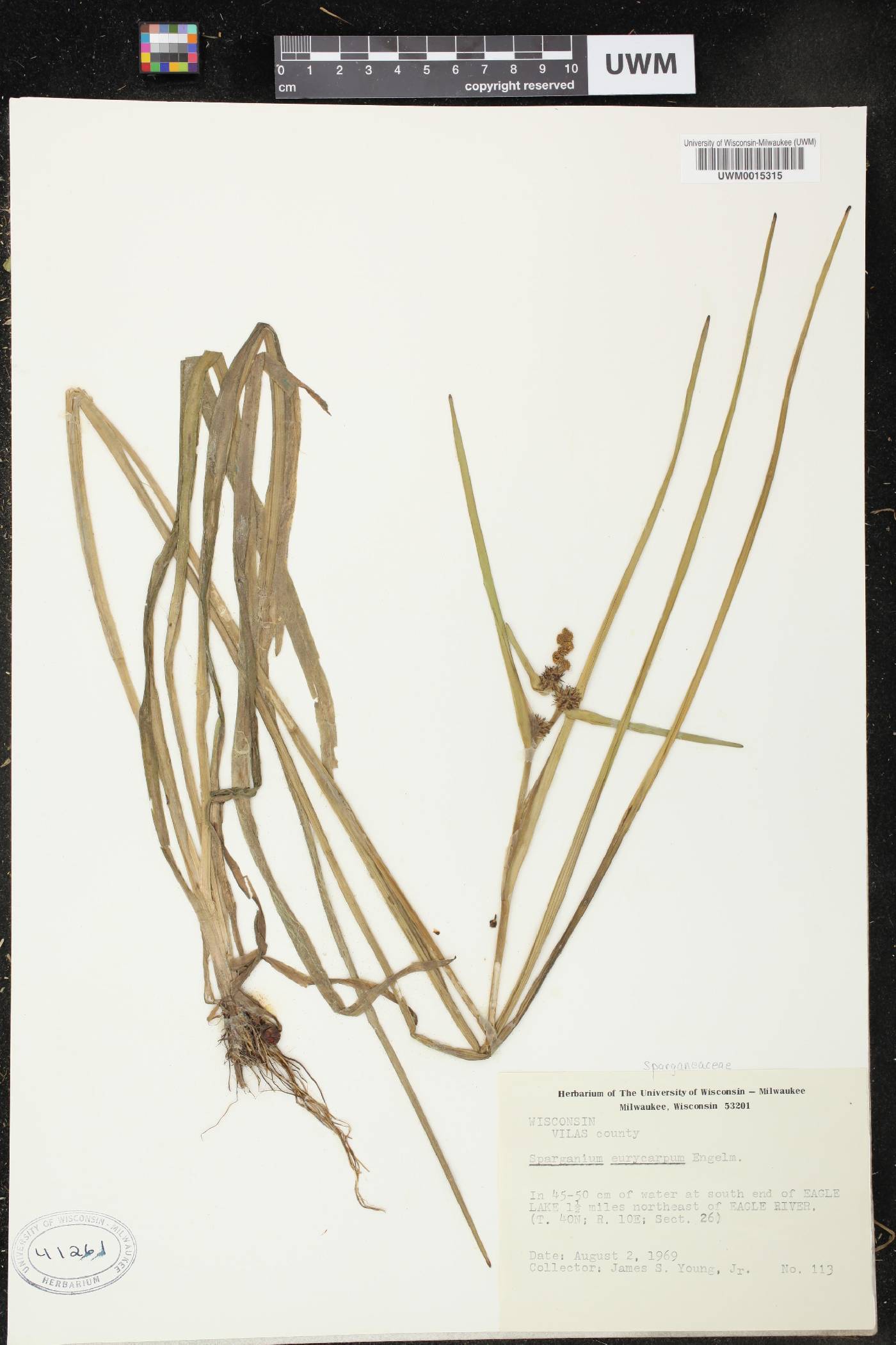 Sparganium eurycarpum image