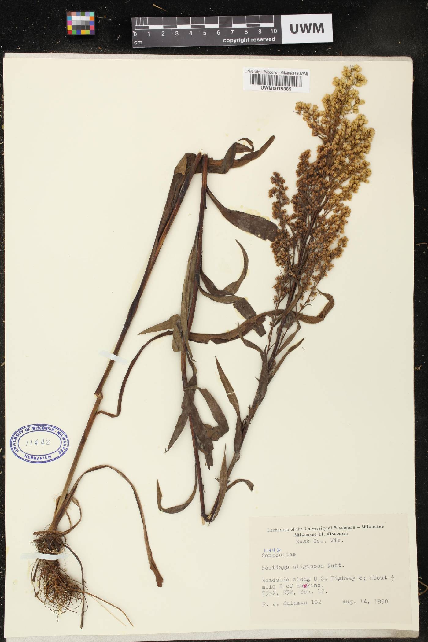 Solidago uliginosa image