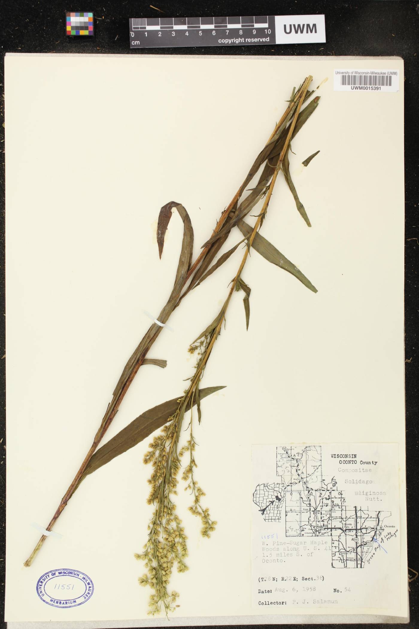 Solidago uliginosa image