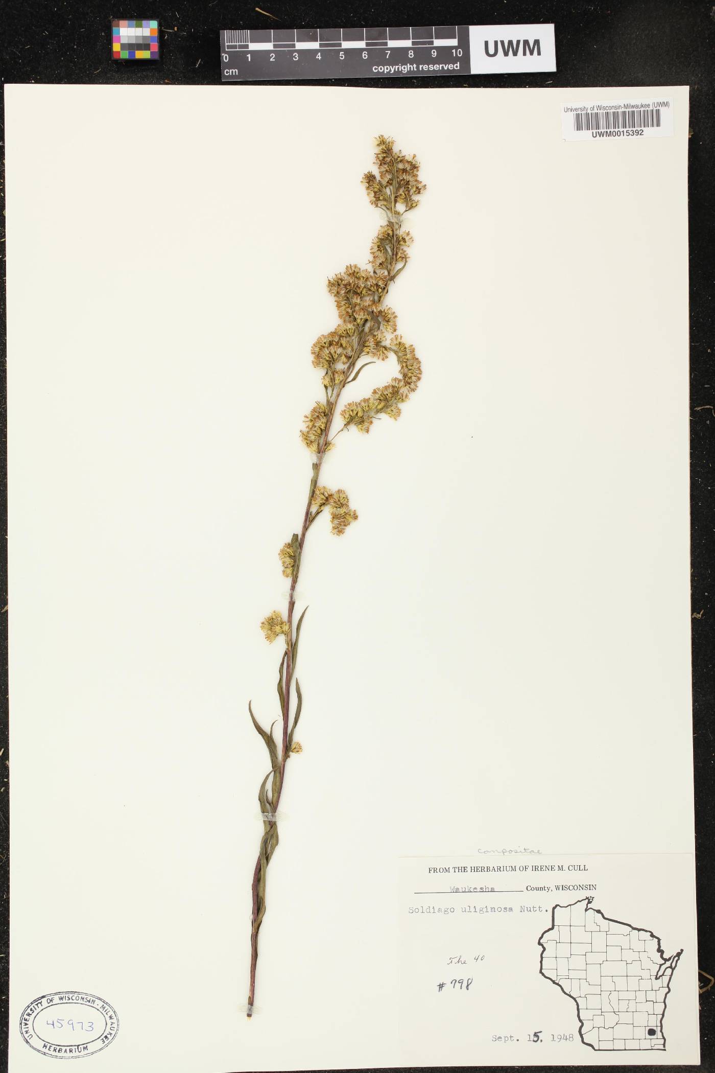 Solidago uliginosa image