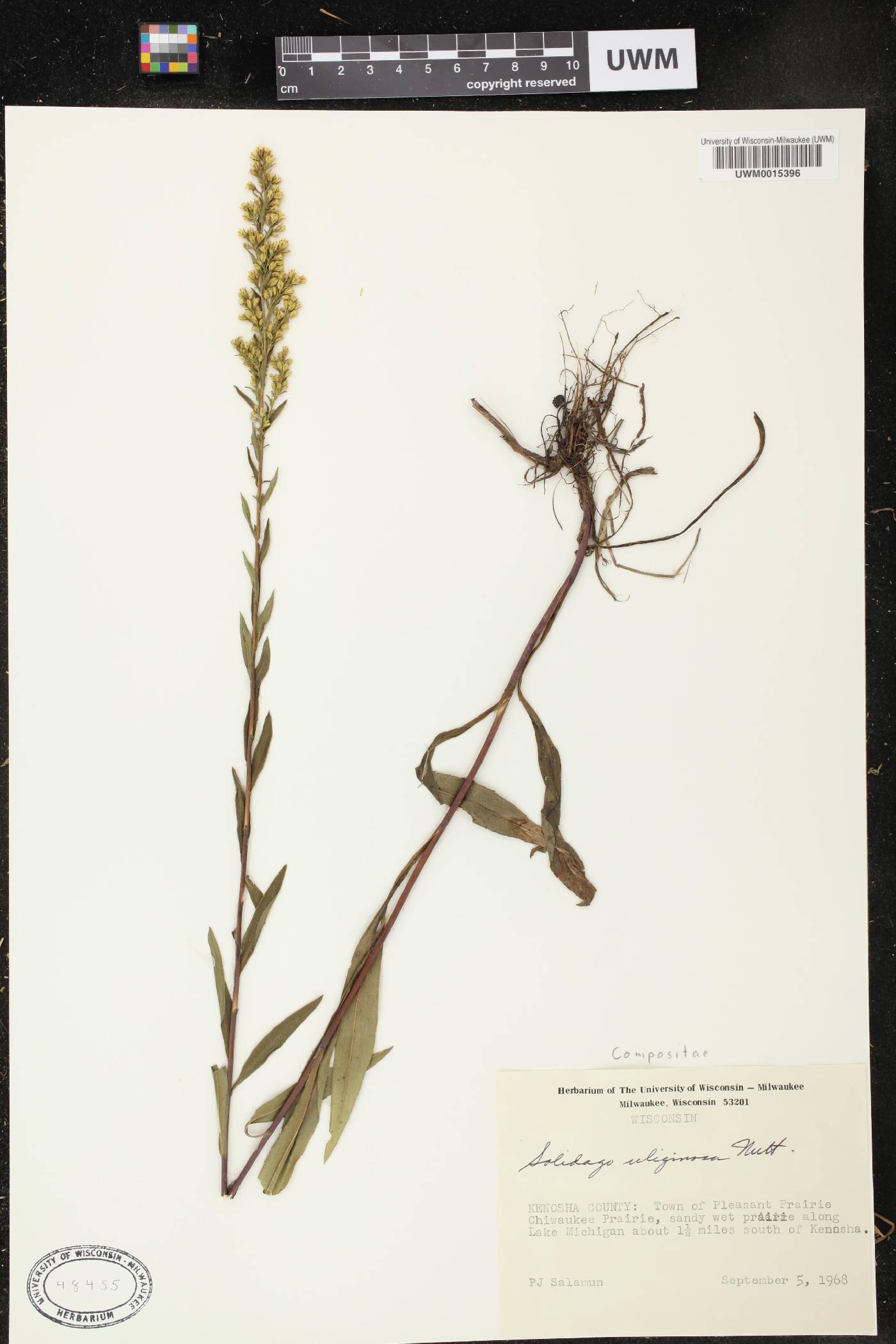 Solidago uliginosa image