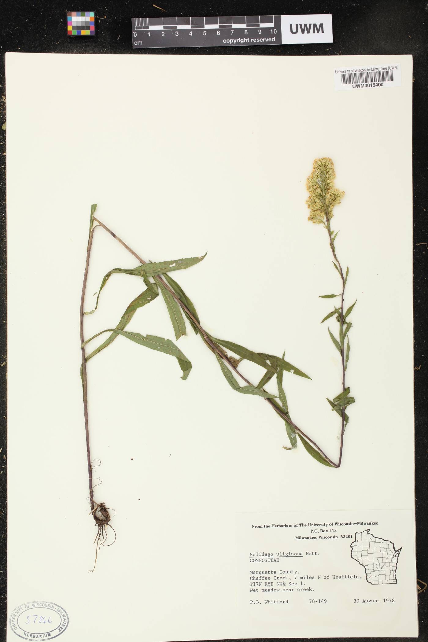 Solidago uliginosa image