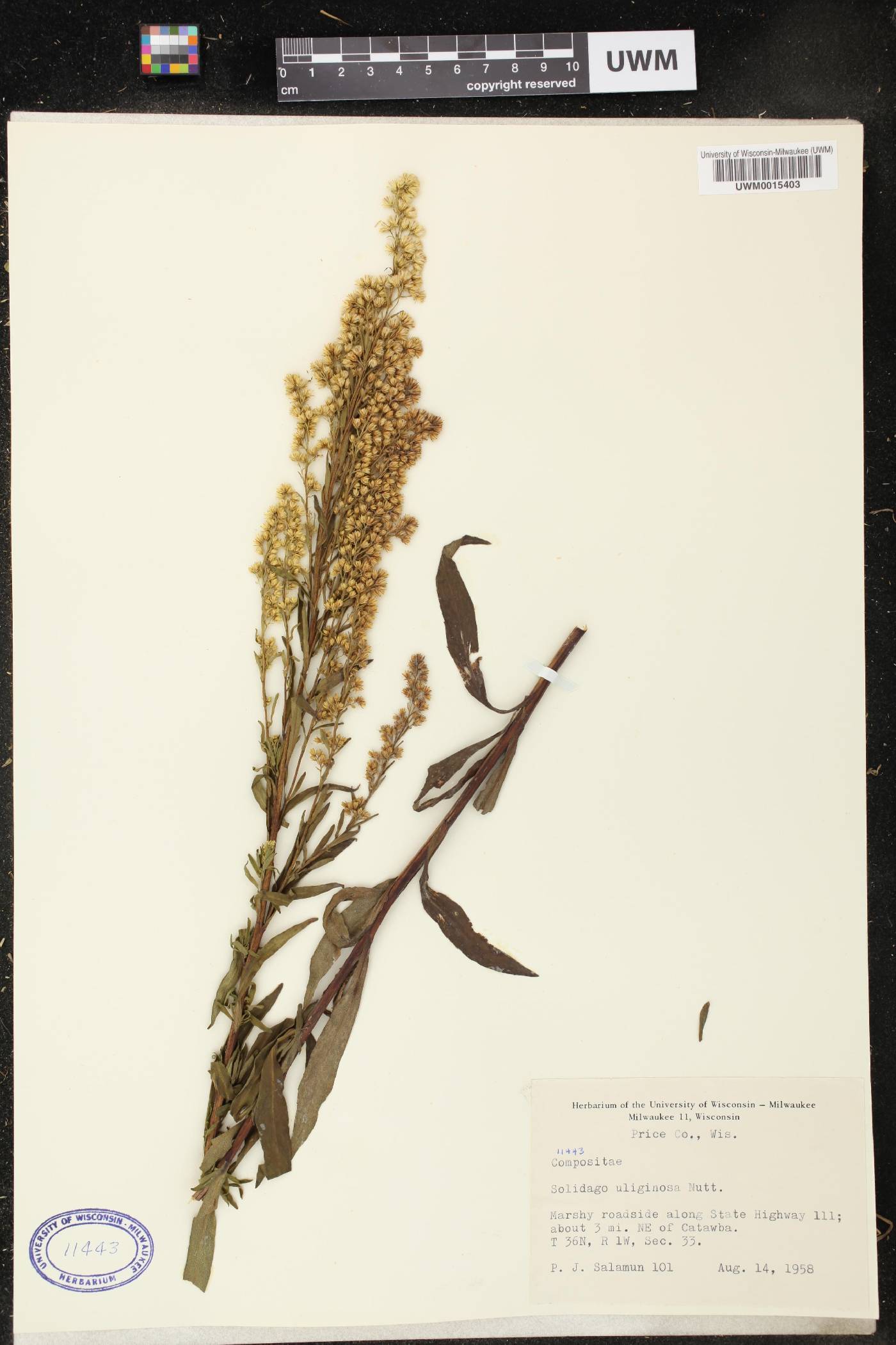 Solidago uliginosa image