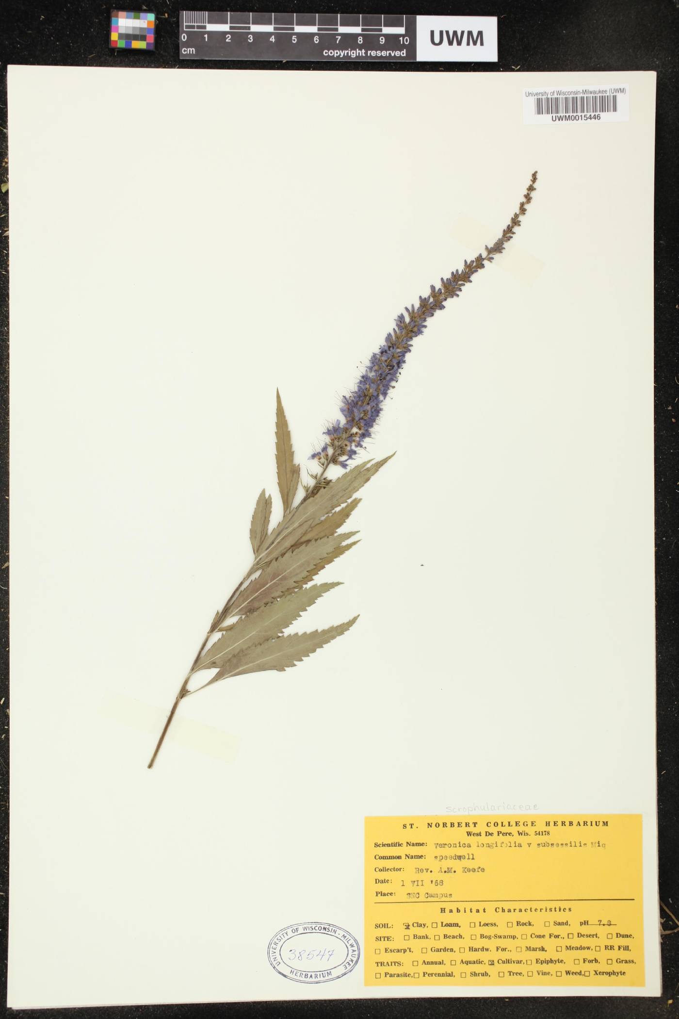 Veronica longifolia image