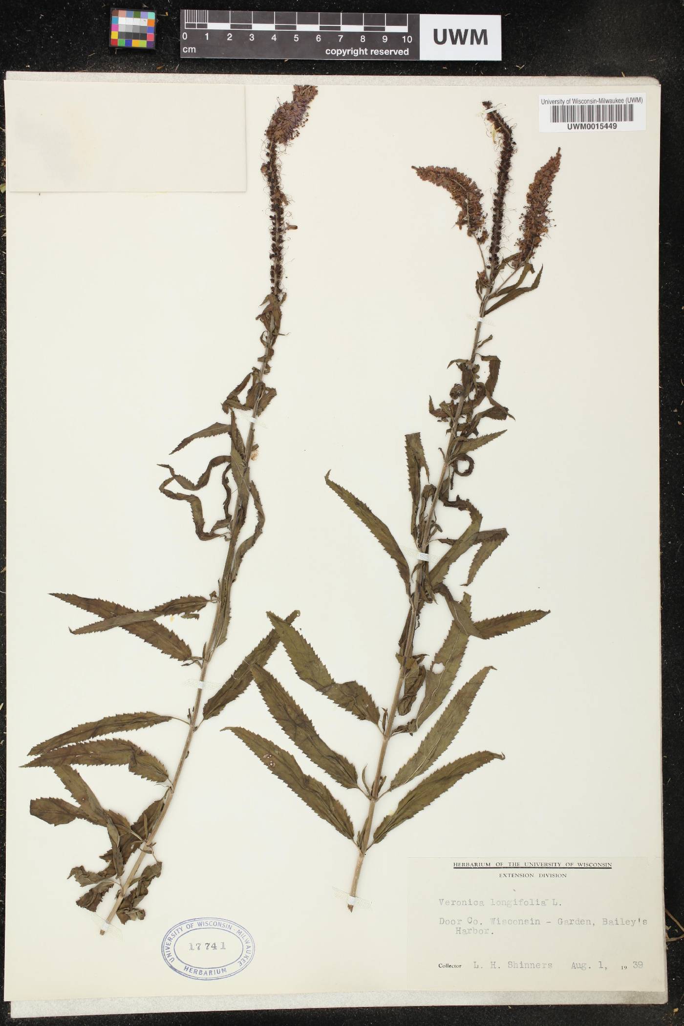 Veronica longifolia image