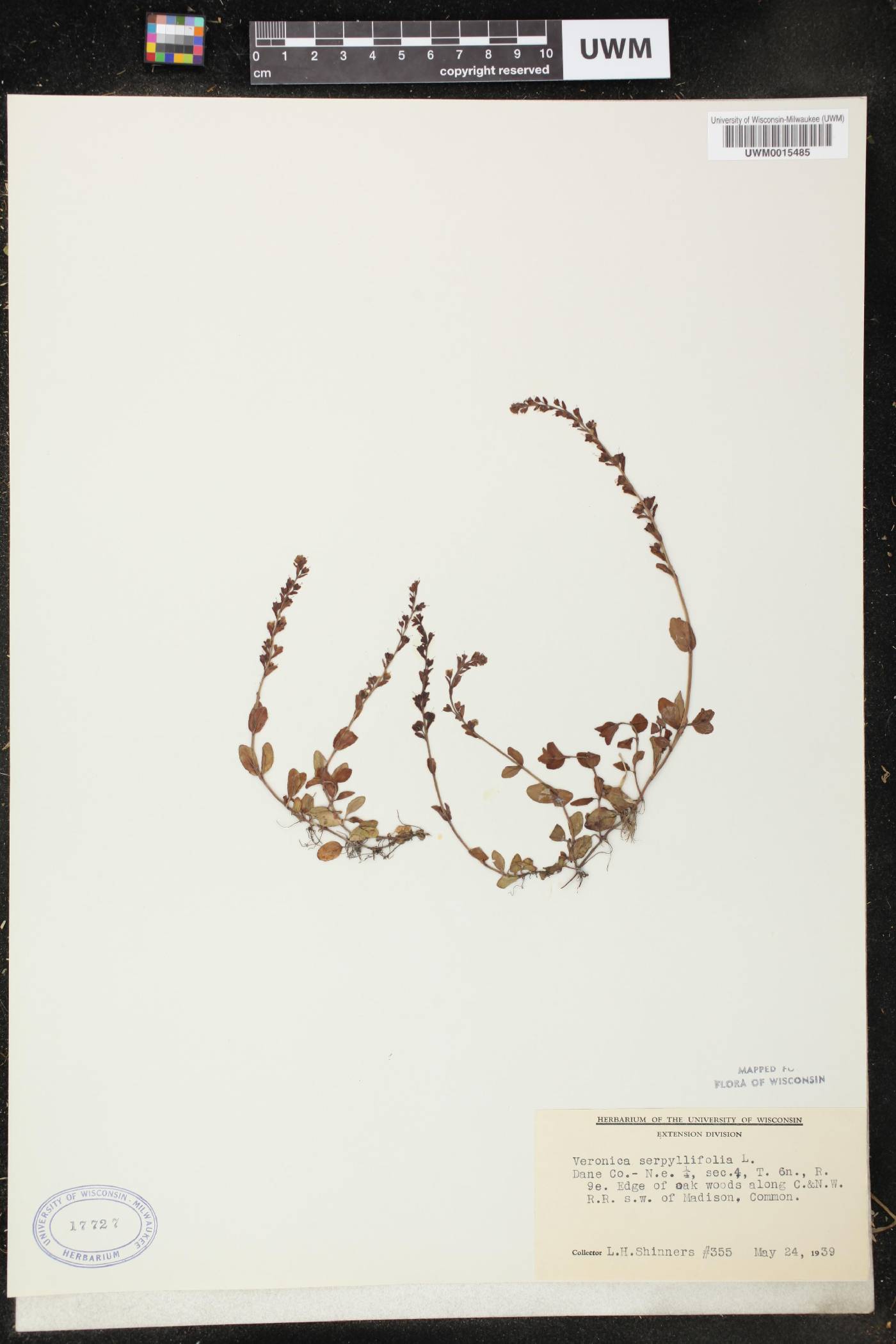 Veronica serpyllifolia image