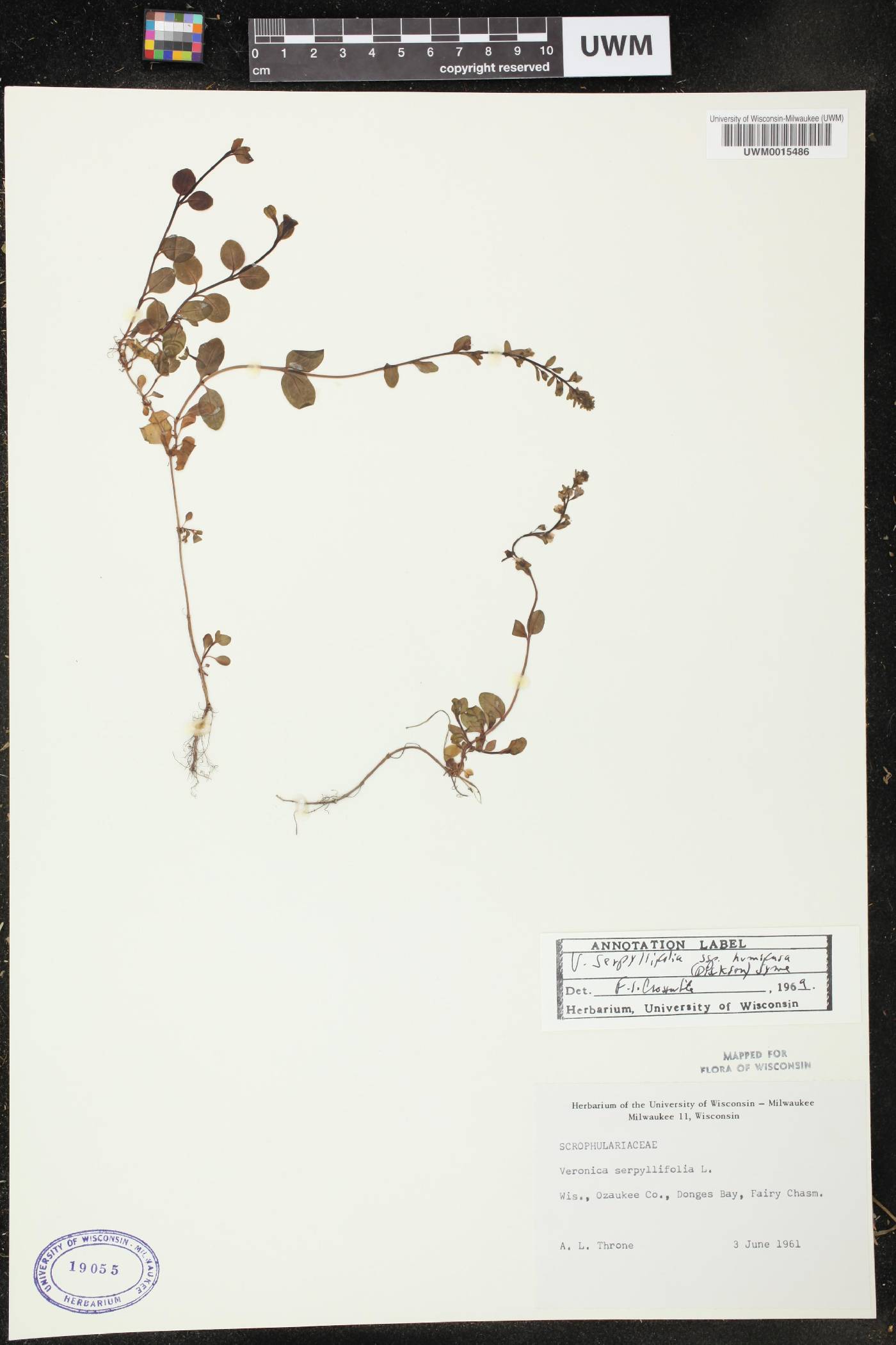 Veronica serpyllifolia image