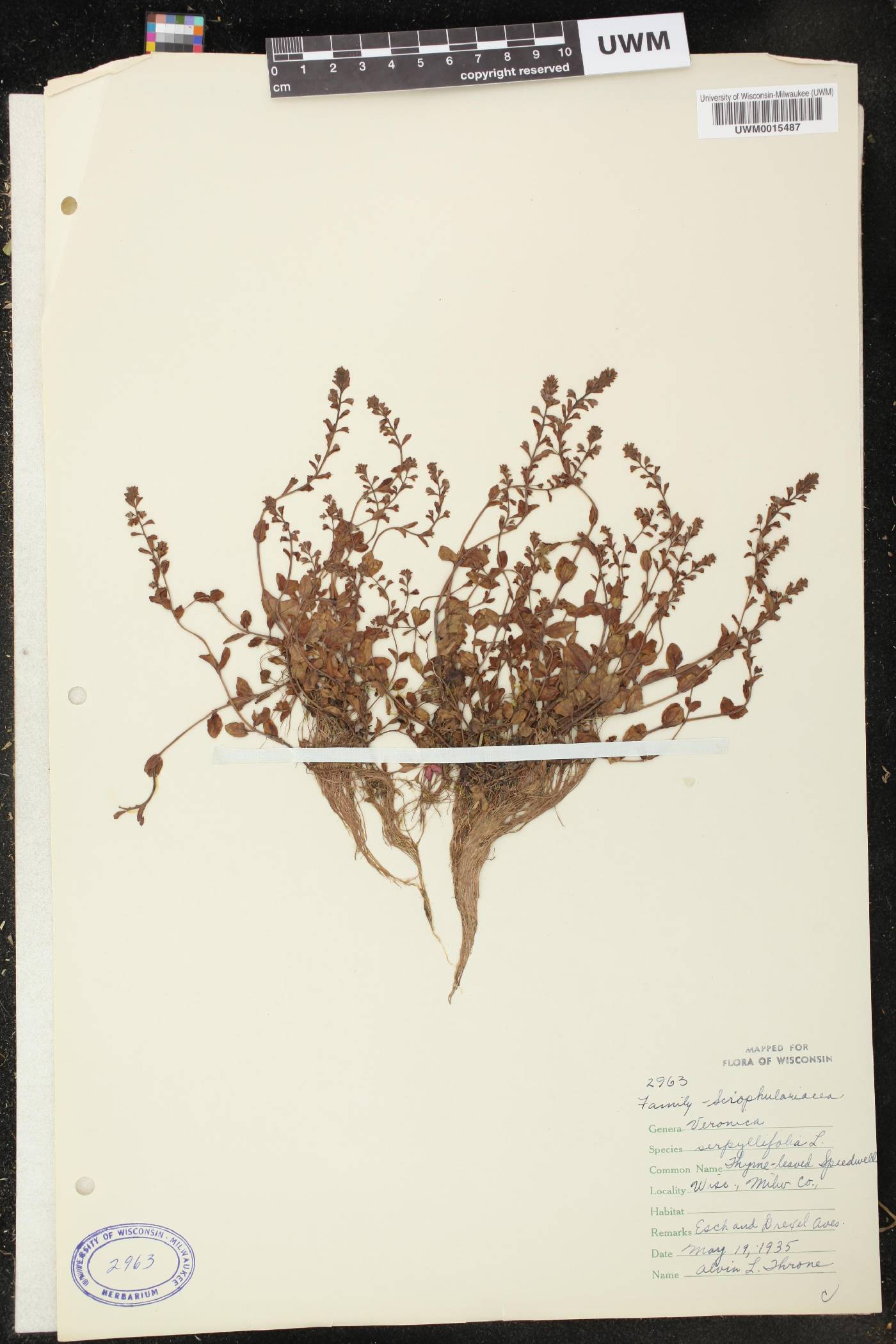 Veronica serpyllifolia image