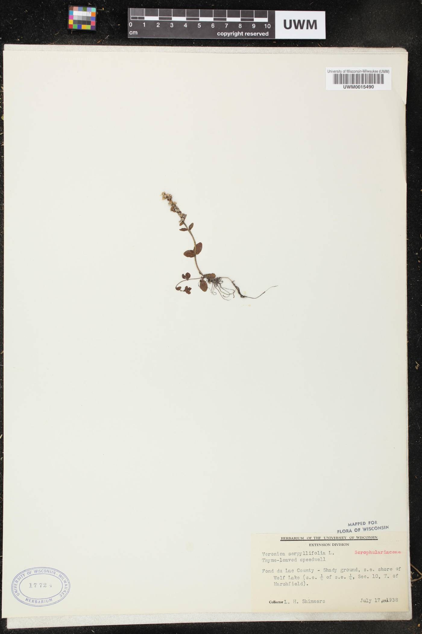 Veronica serpyllifolia image