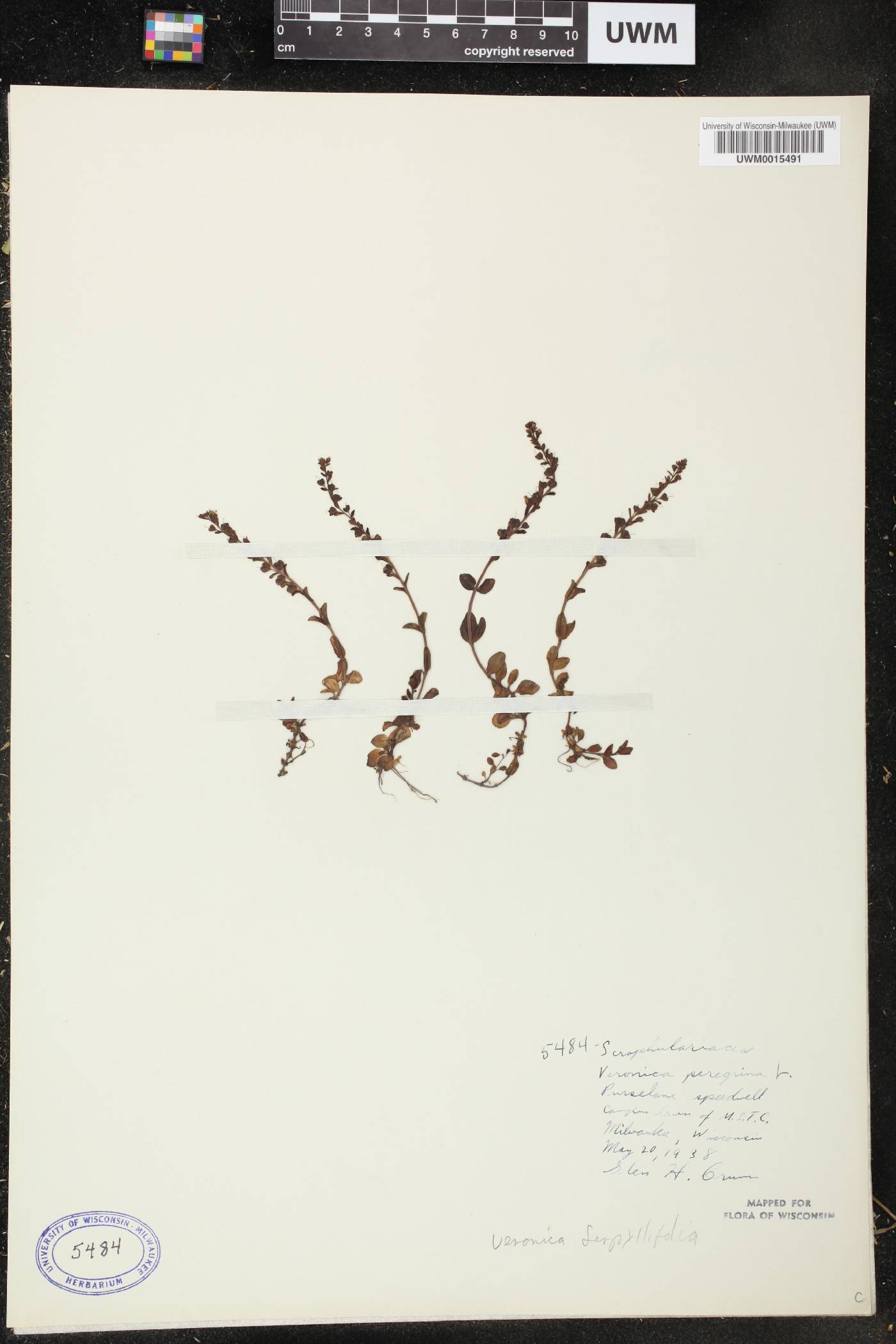 Veronica serpyllifolia image