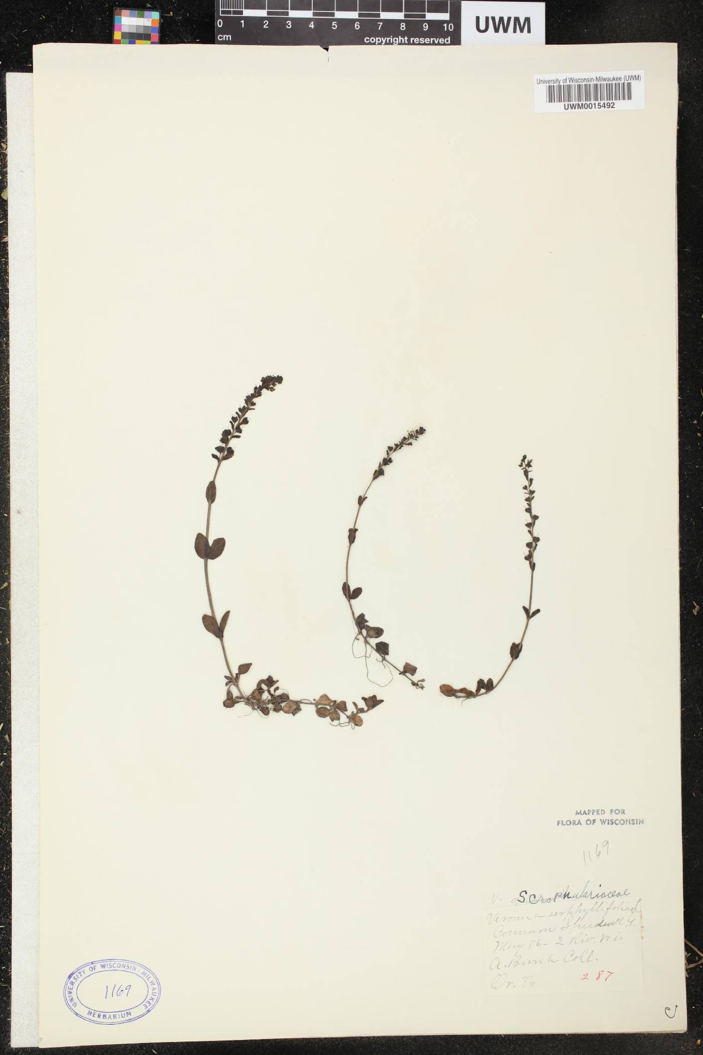 Veronica serpyllifolia image