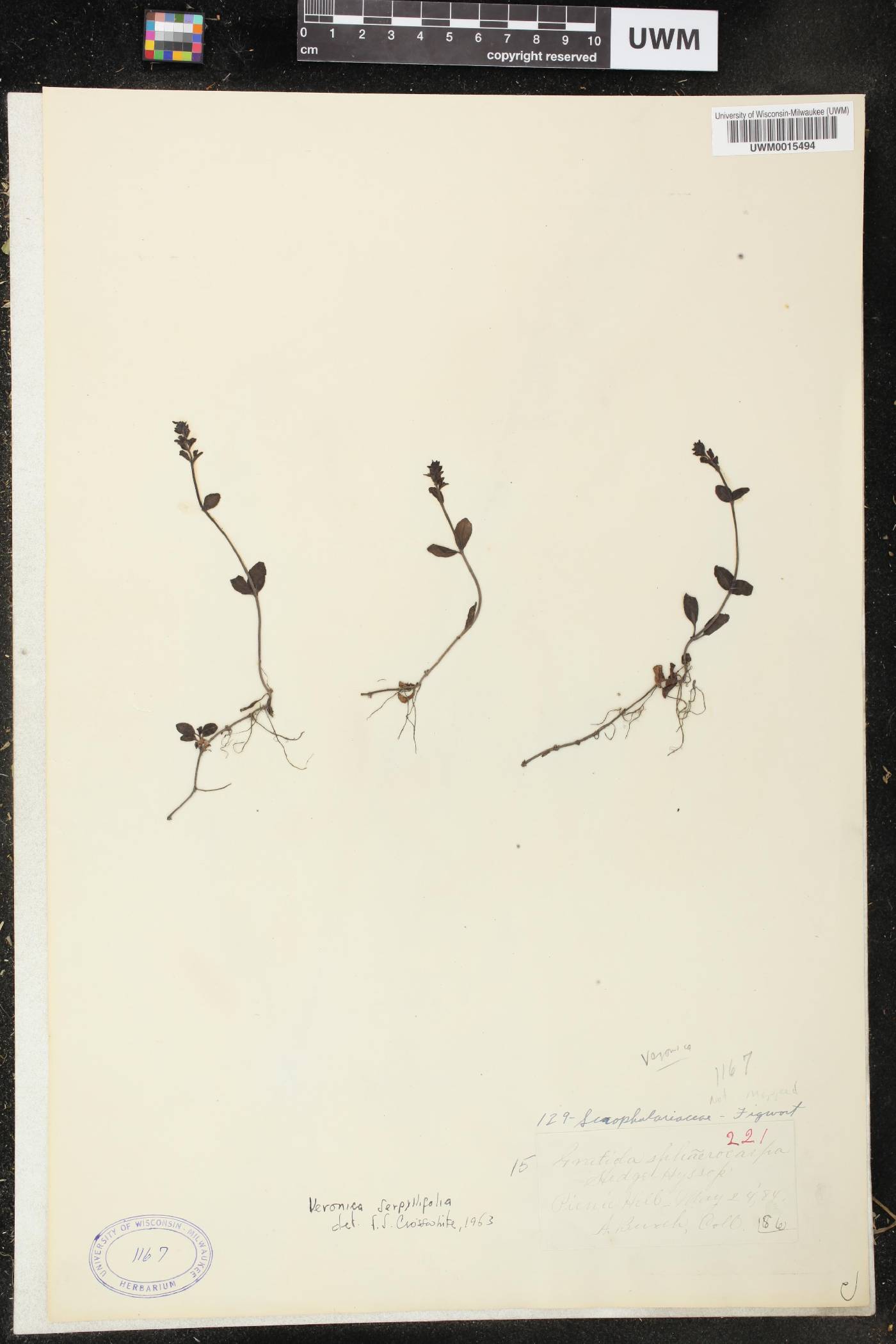 Veronica serpyllifolia image