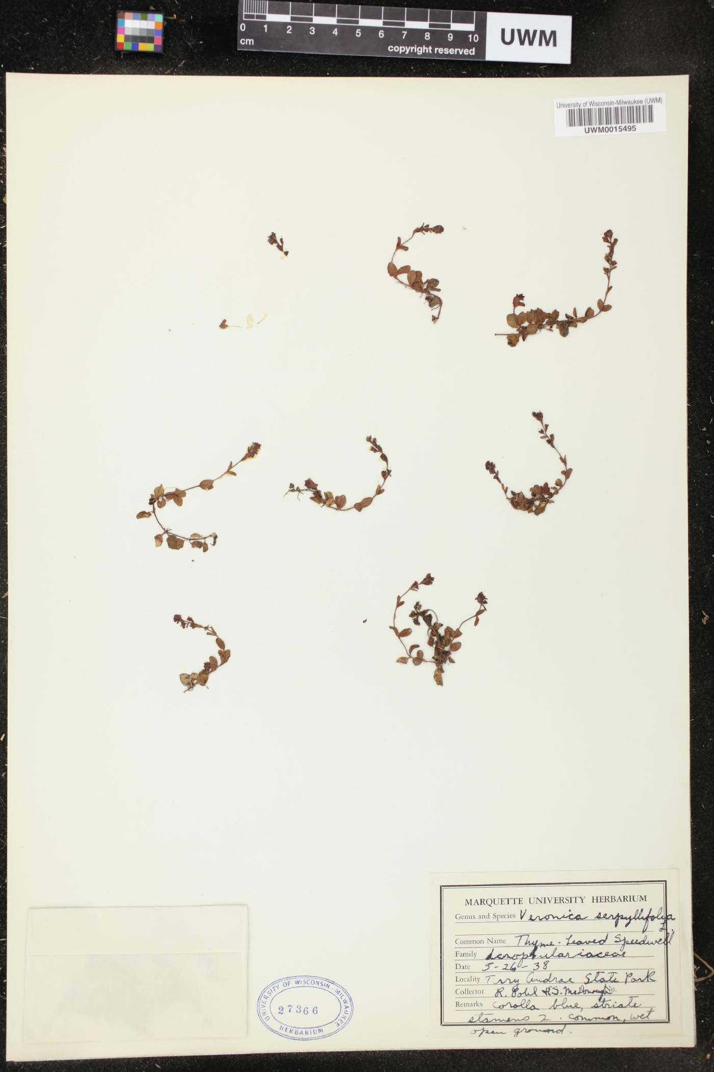 Veronica serpyllifolia image